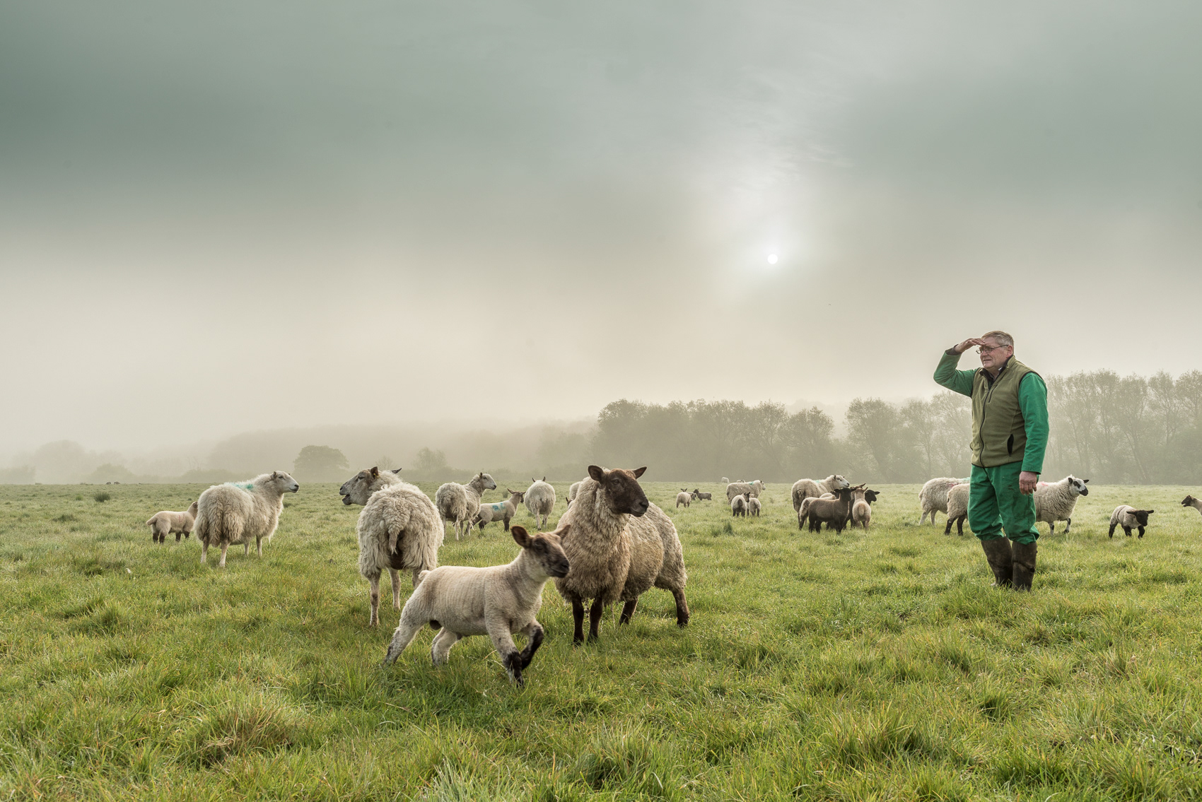 Tim with his sheep - Sunrise - Picks Farm