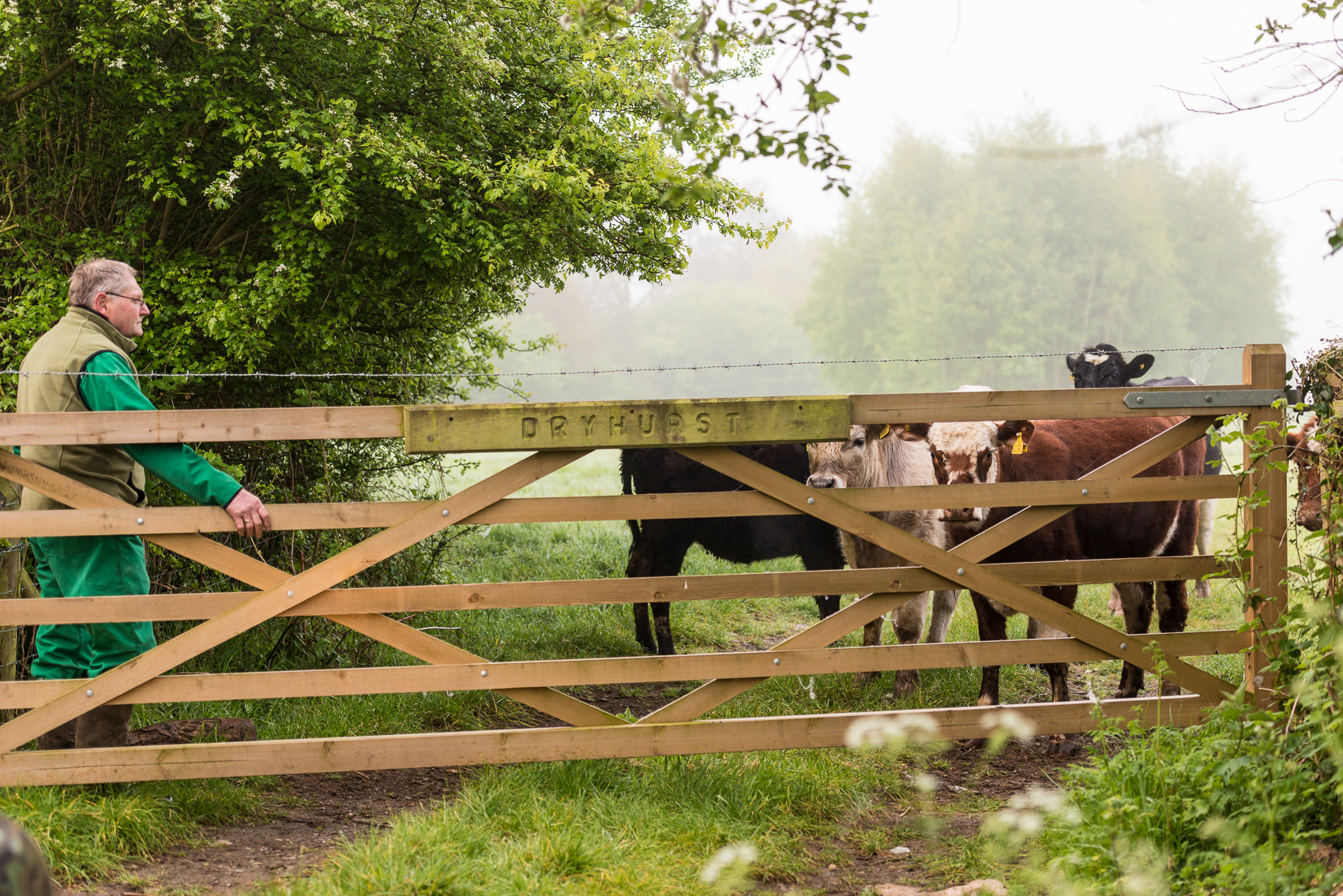 Tim with his prize heifers
