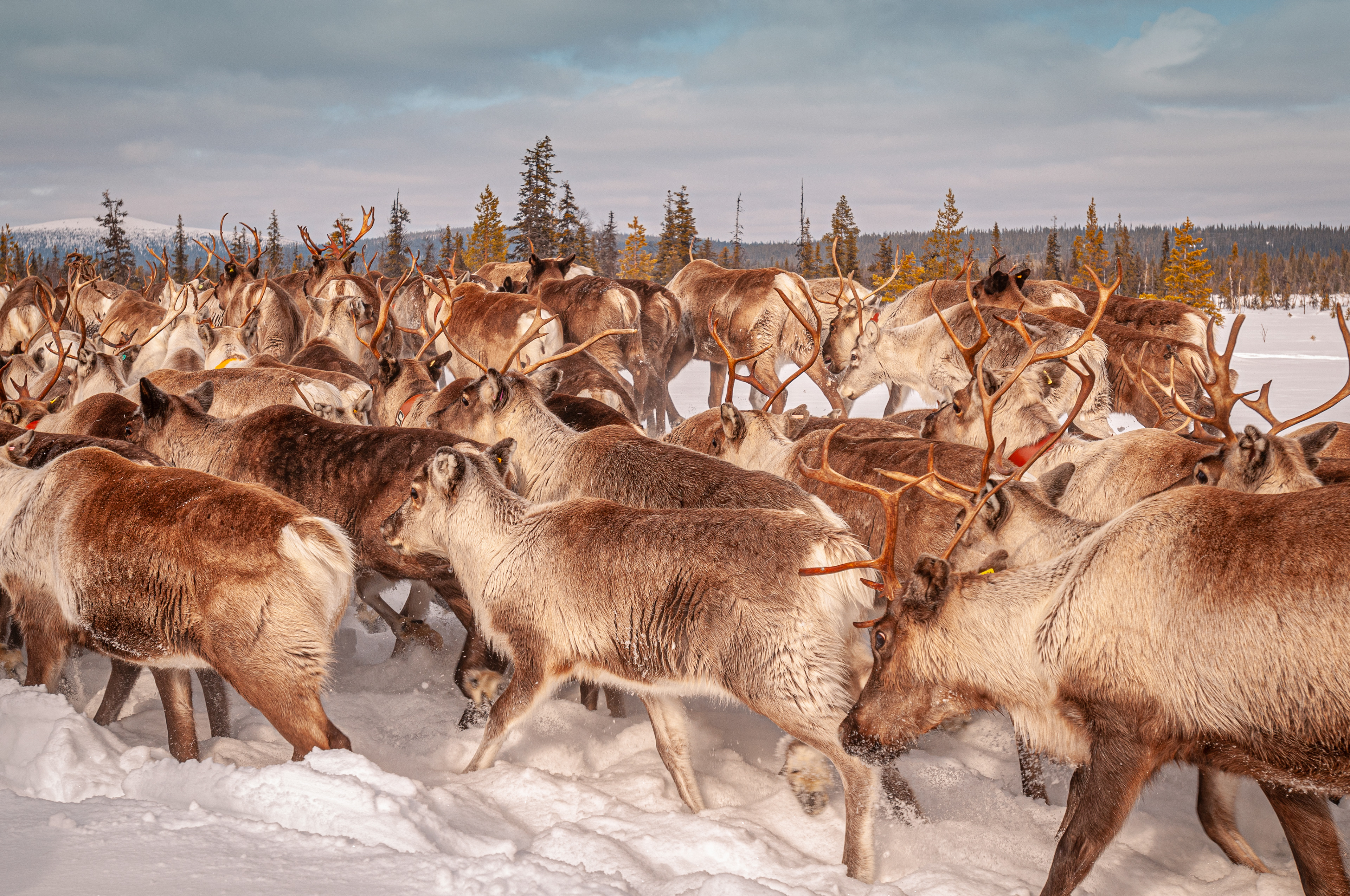 The migration begins, the reindeer in full flow