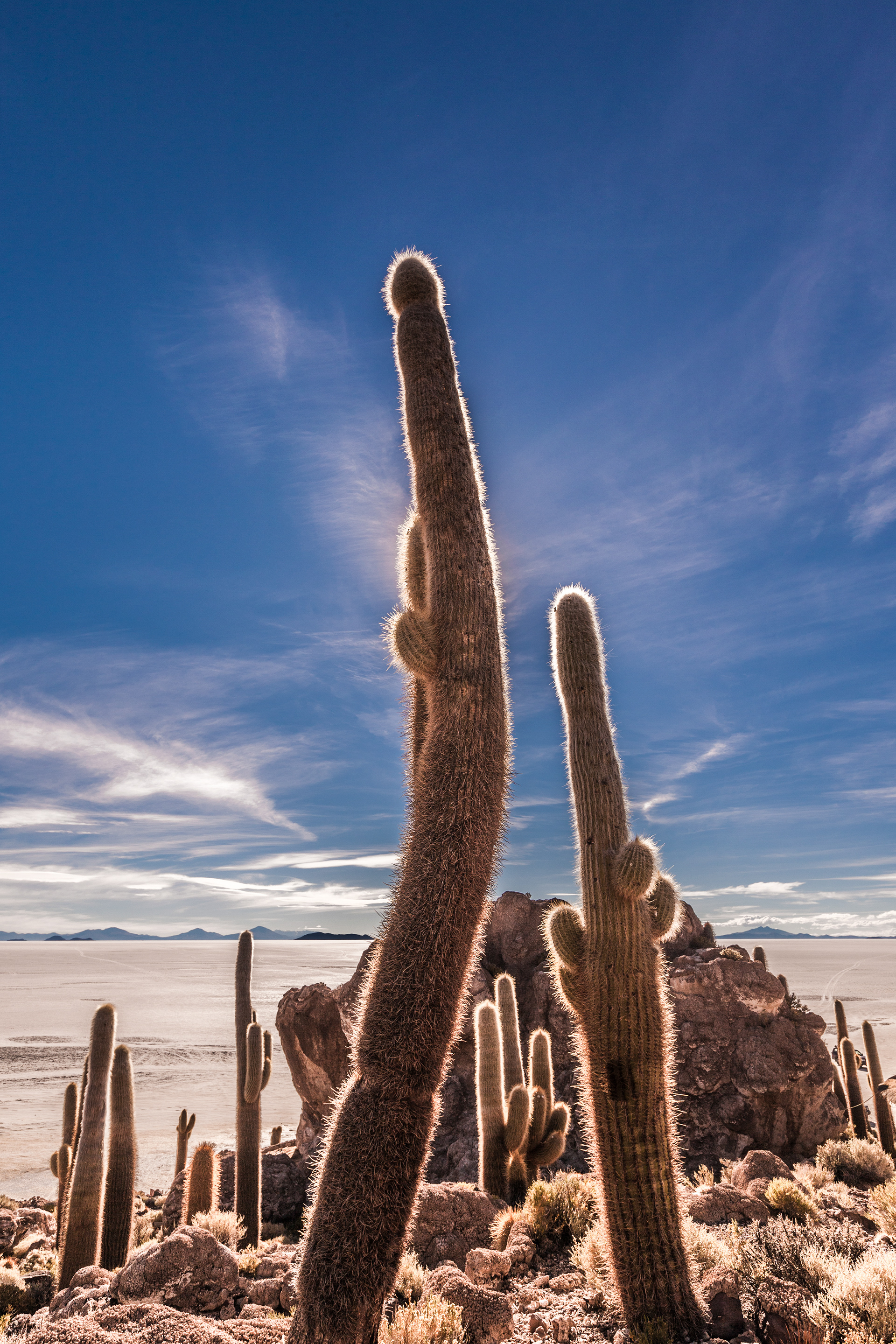 Isla Incahuasi (Cactus Island), Uyuni Salt Lake