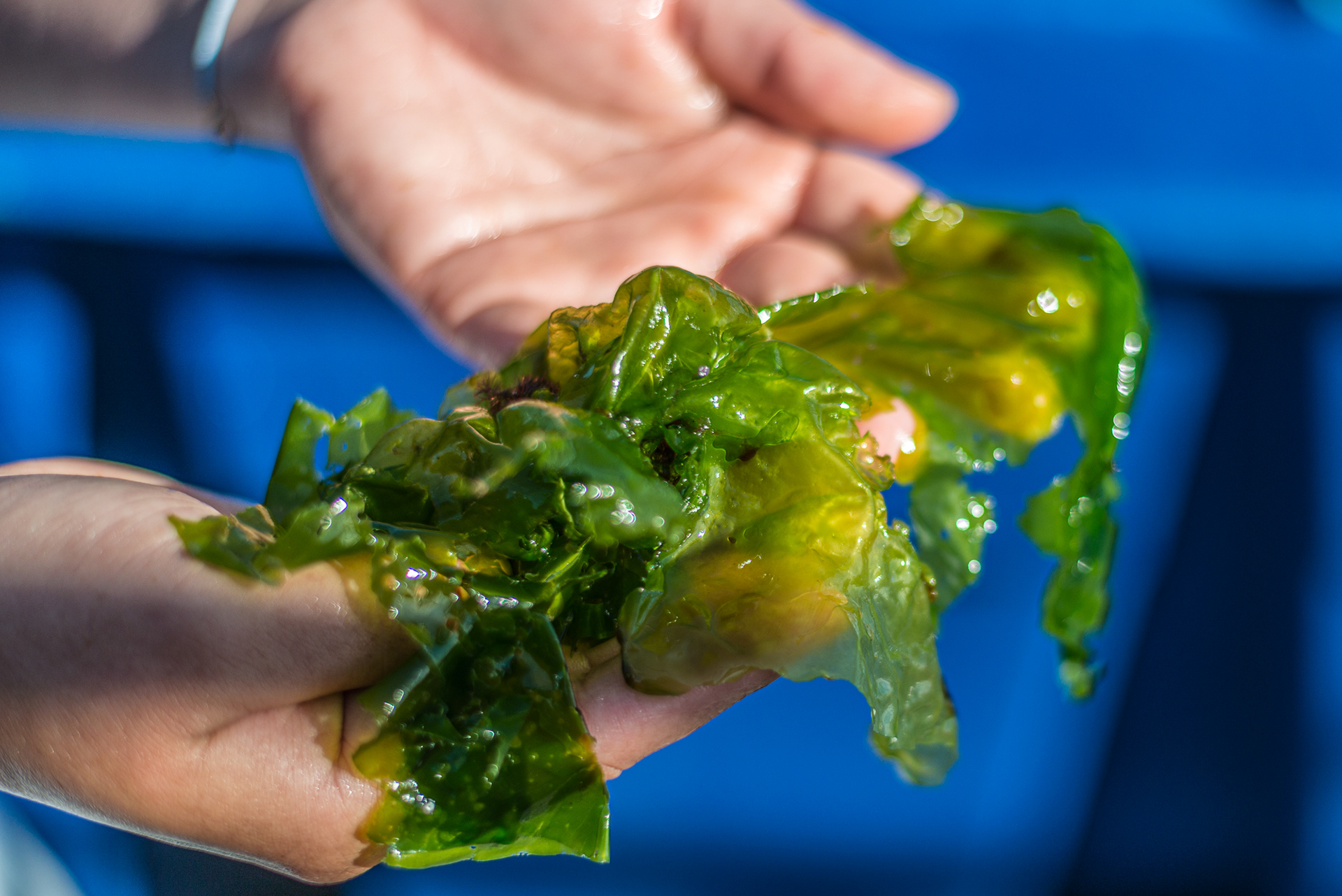 Edible kelp species - Mungo Murphy Seaweed & Abalone Farm - Connemara