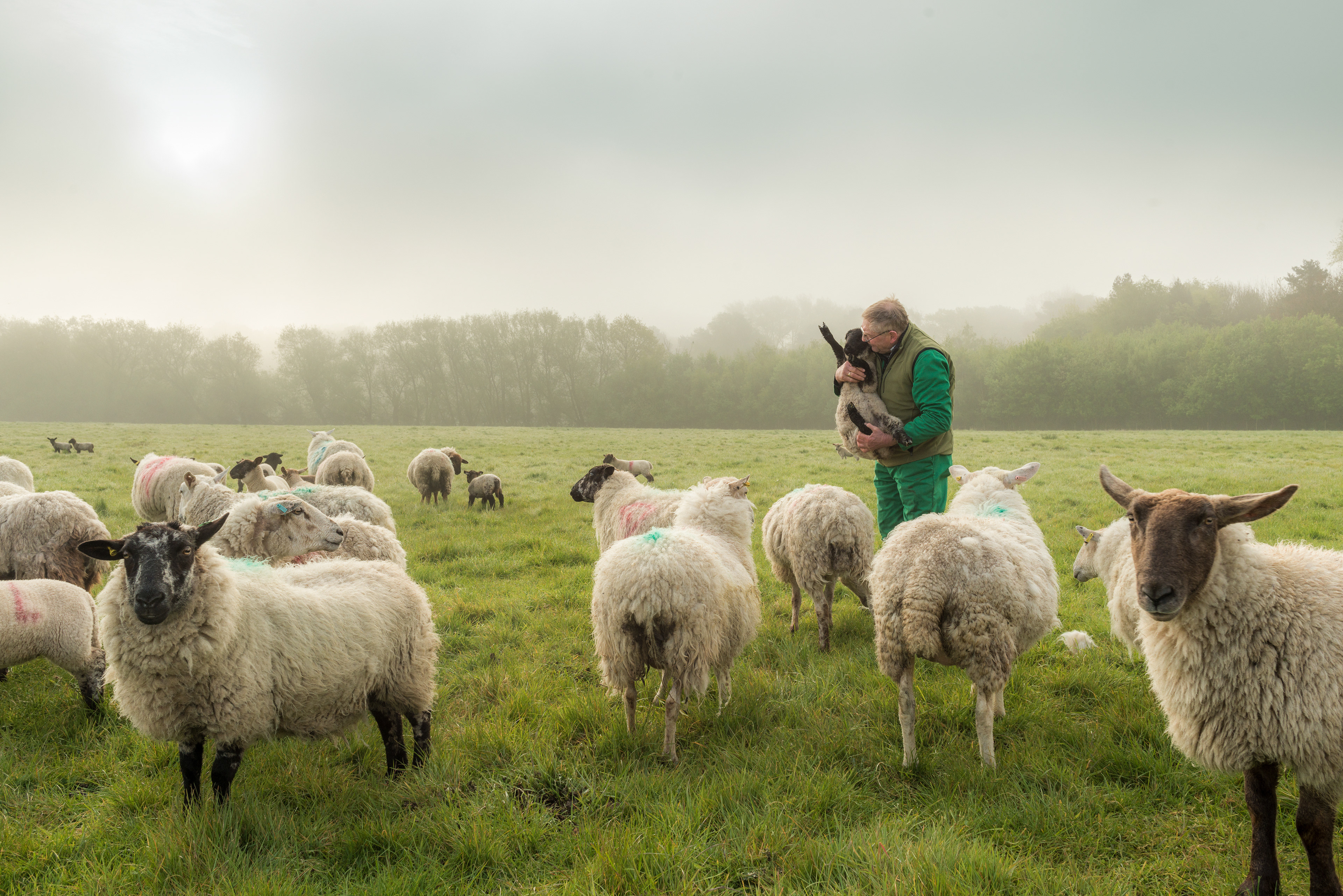 Tim with his sheep - Sunrise - Picks Farm