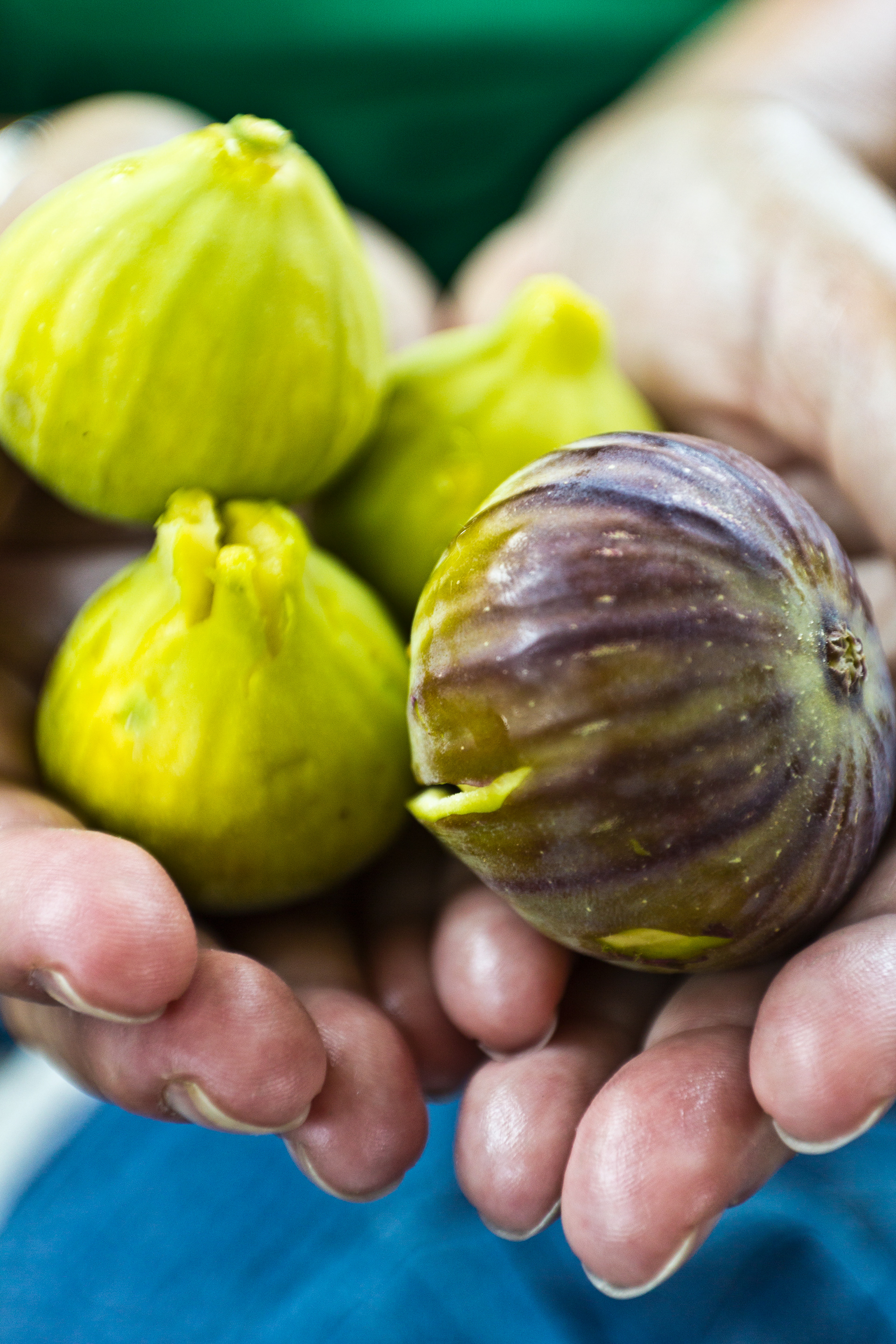 Wild Figs, Madaba, Jordan