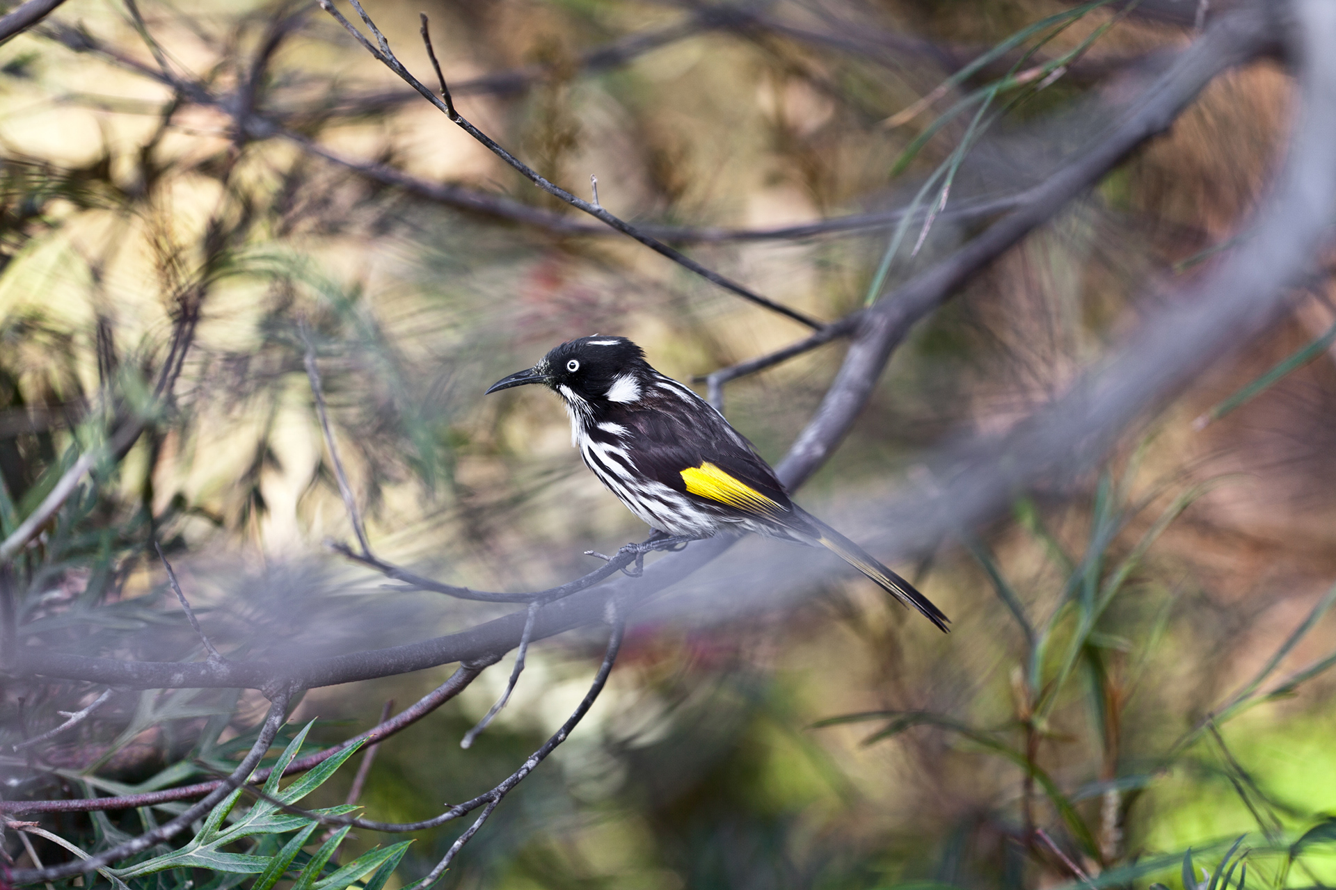 Margaret River - New Holland Honeyeater