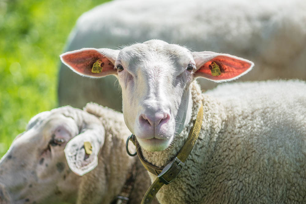 Sheep out to pasture at Schafmilch Gmeiner Sheep Milk Farm, Bizau village