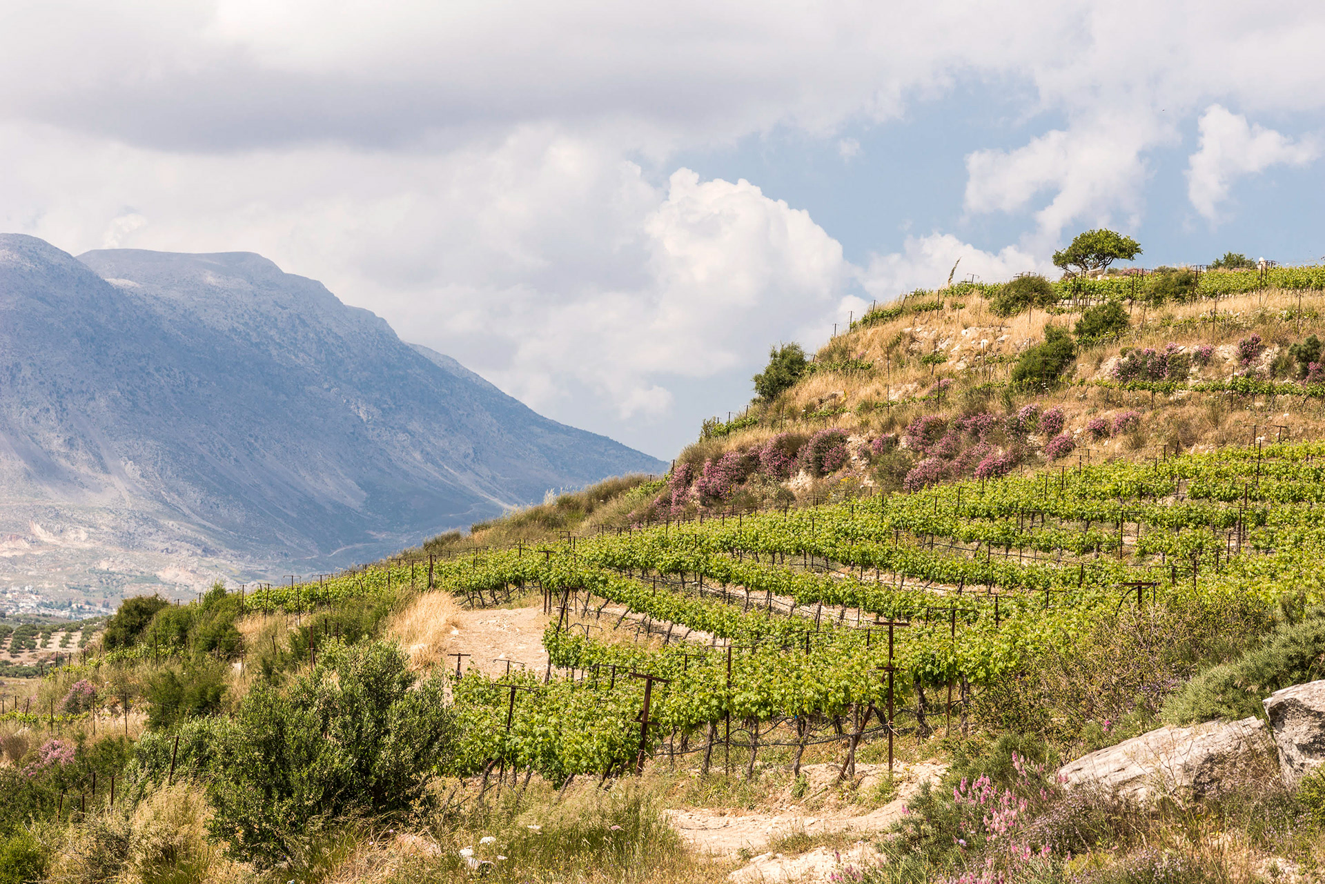 Zacharioudakis Winery, 500 meters up on “Orthi Petra” hill, near Plouti village in south Crete, where it's said Zeus seduced Europa, to create Europe, "His presence still haunts the hills of this region...", say the locals.