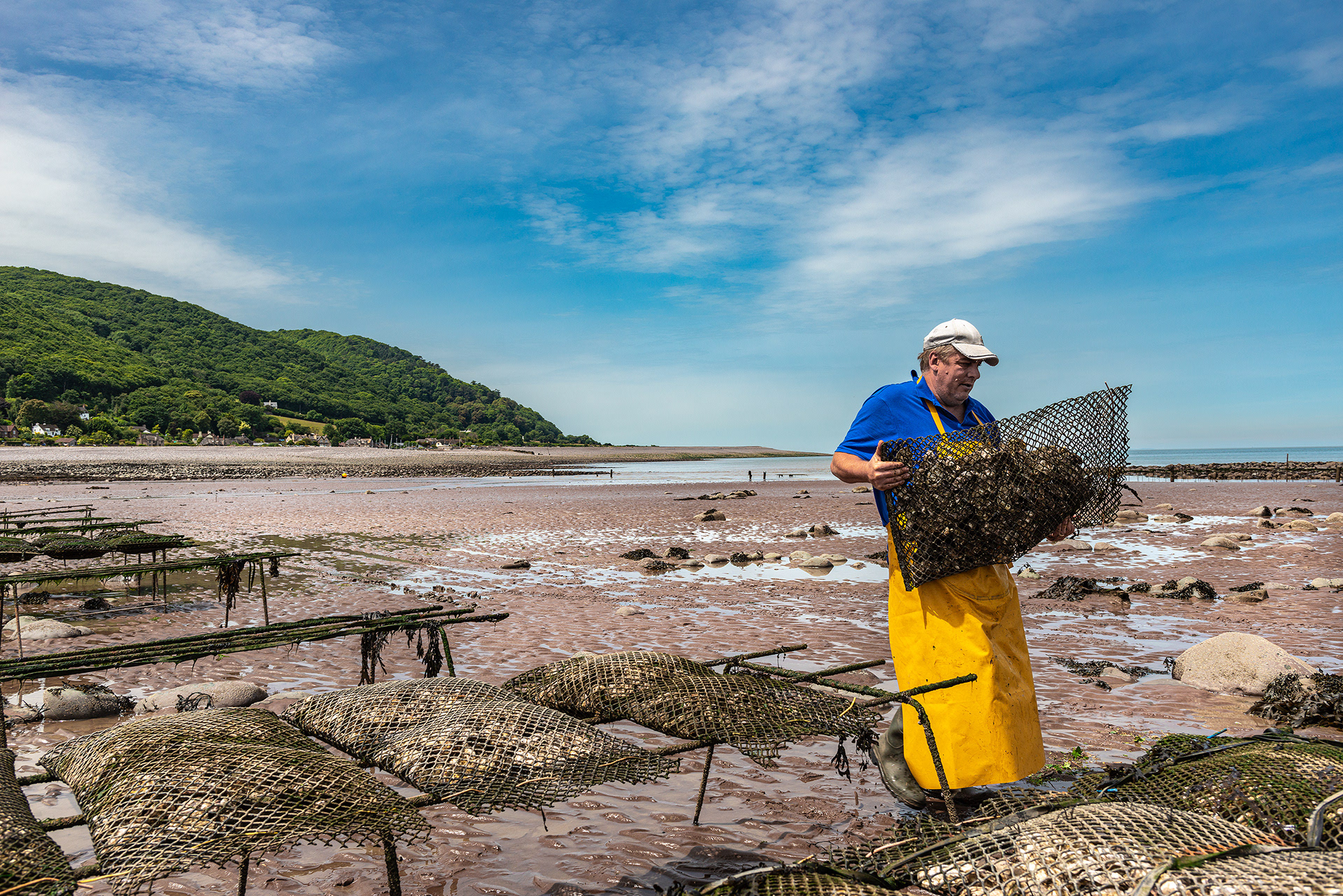 Ian Kershaw Ouster Farmer, collecting Porlock Bay Oysters at Porlock Weir
