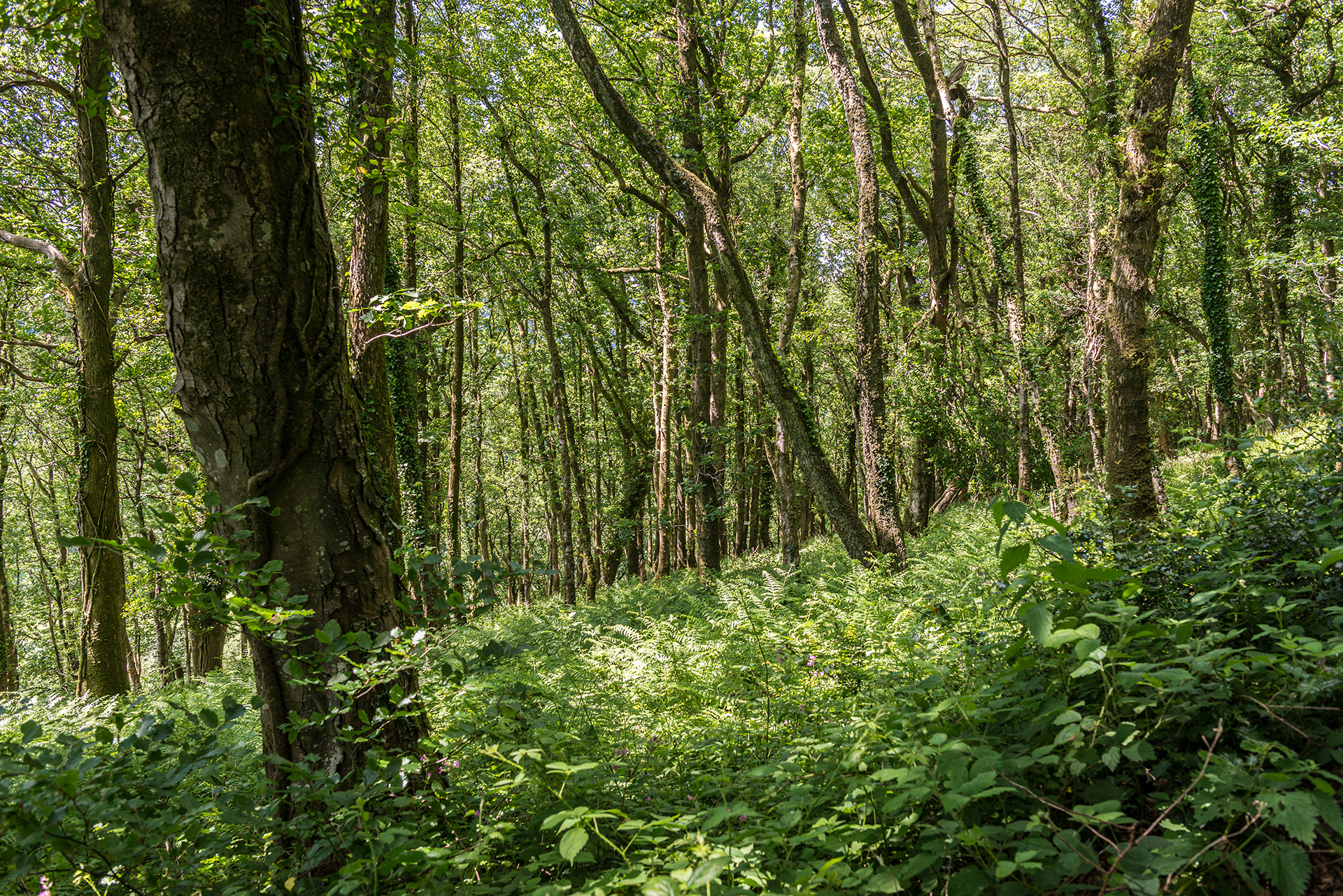 Woodland - Fitzhead to Exford
