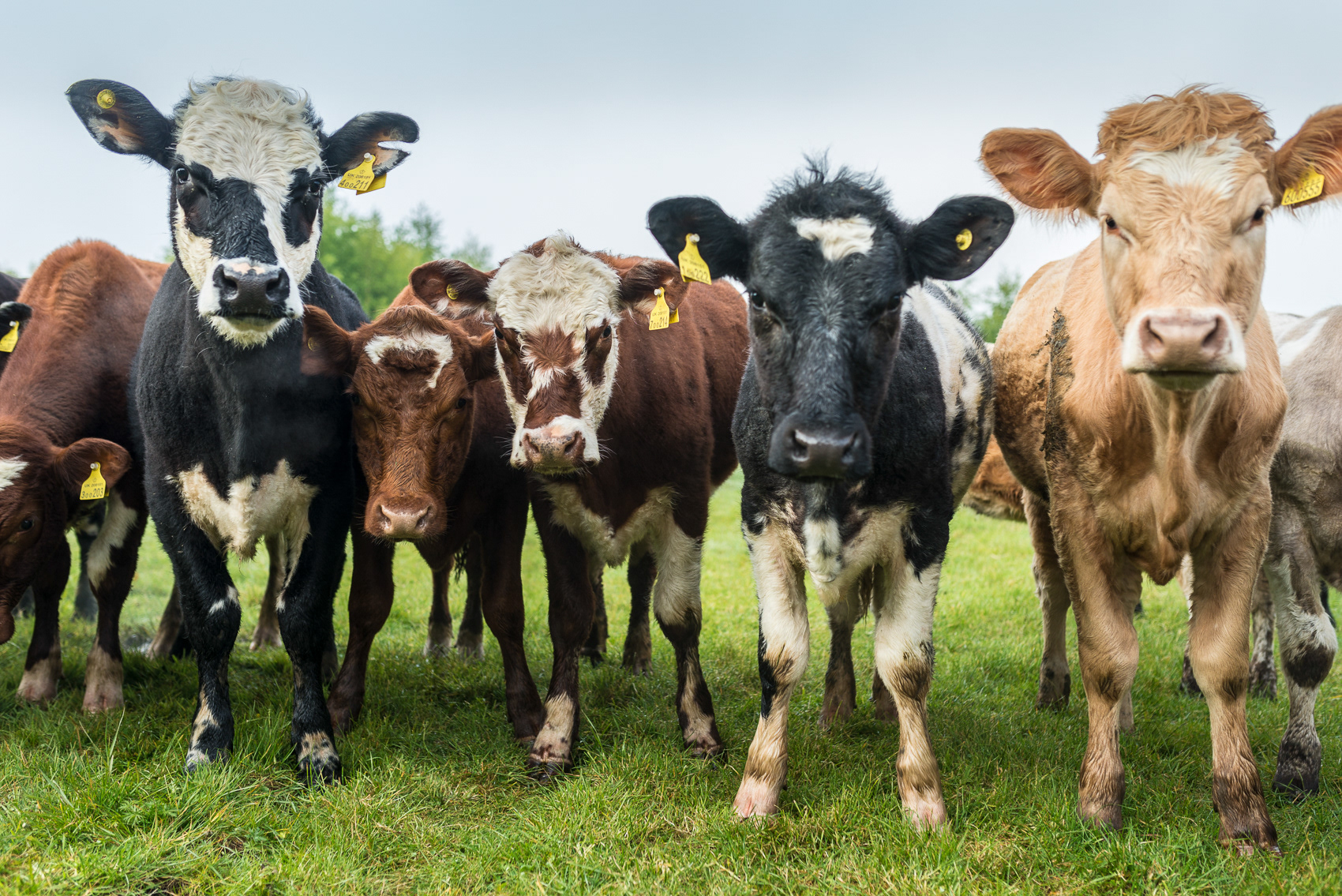 Tim with his prize heifers