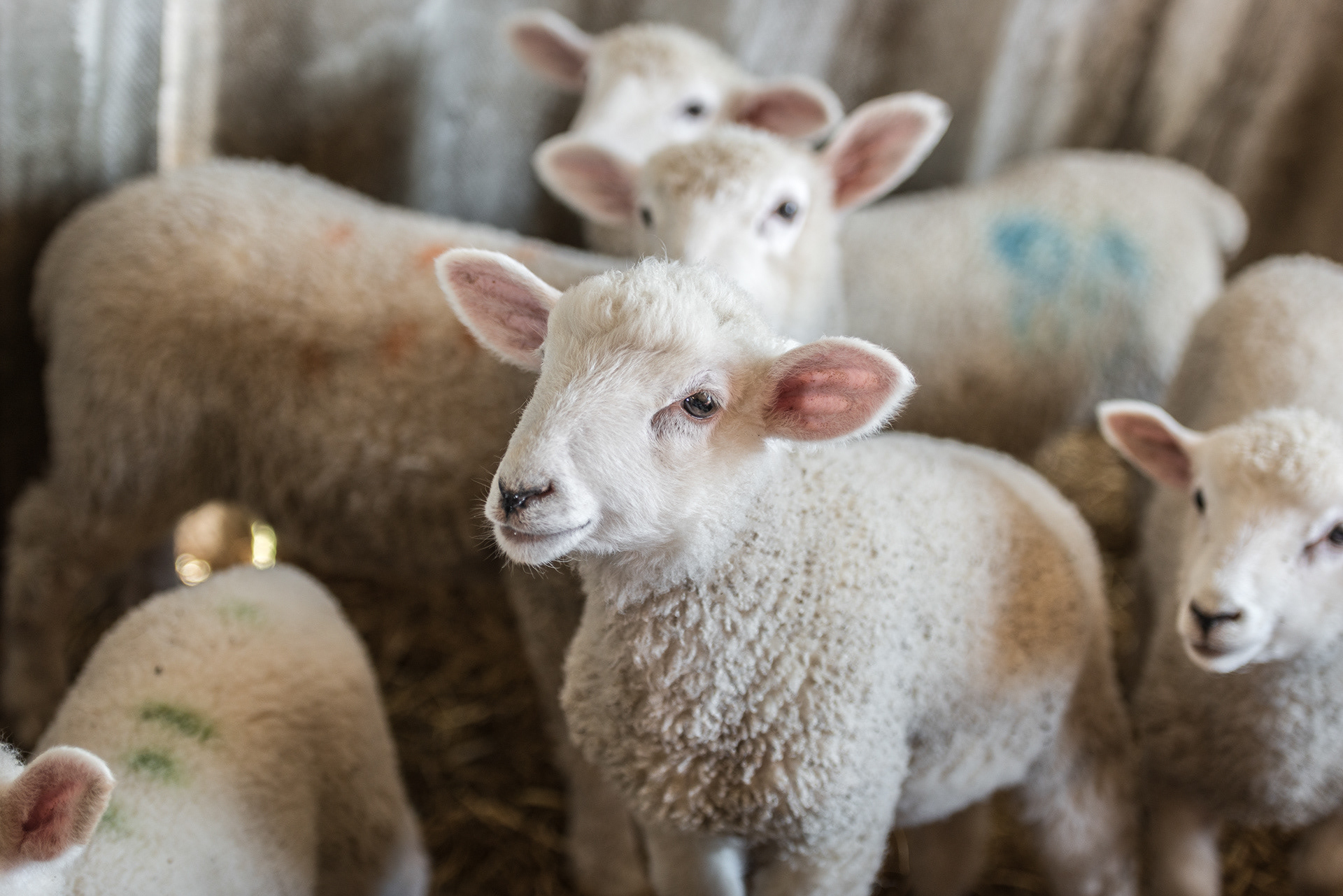 Orphaned lambs at Ashby Farm, Romney Marsh, Kent