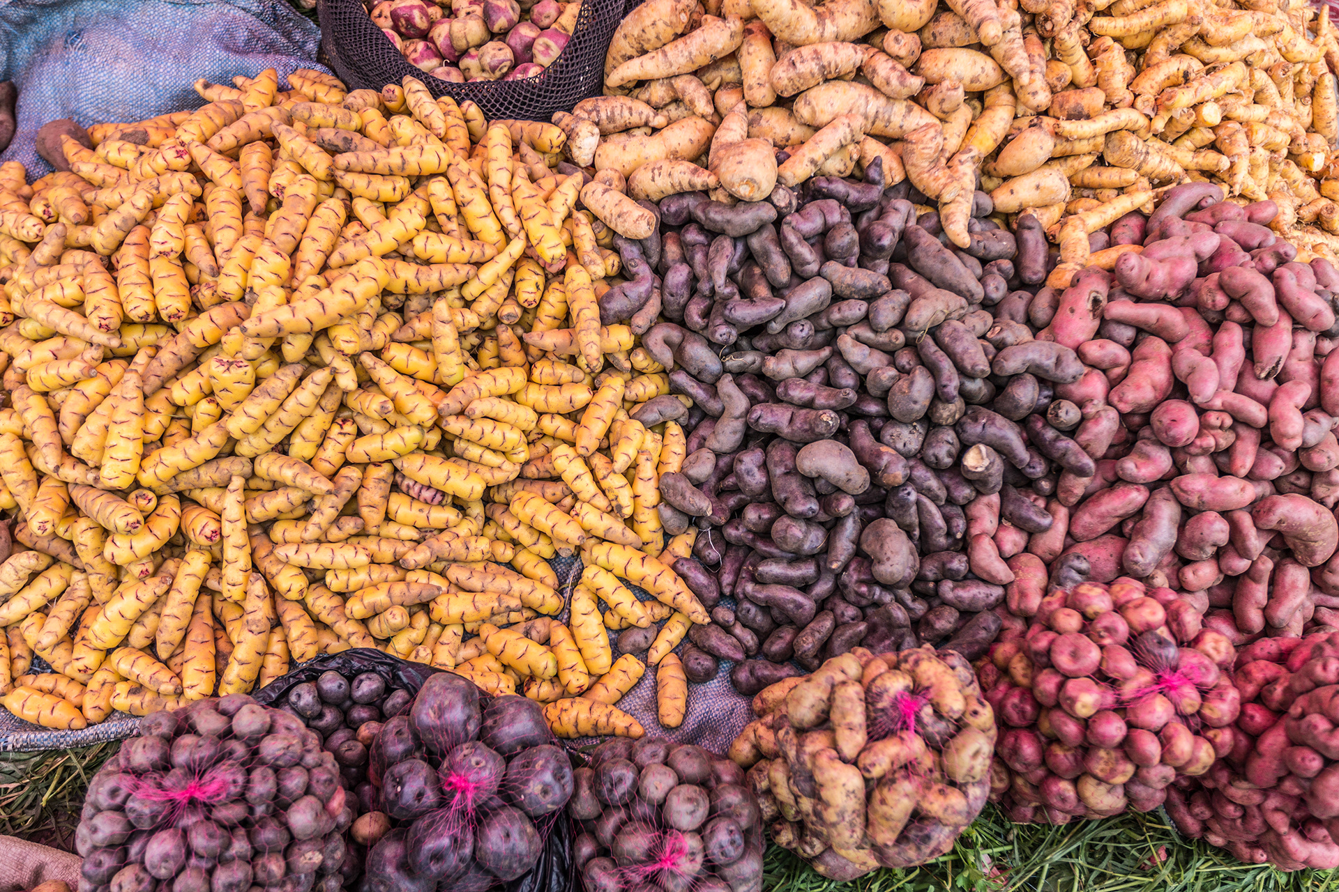 Potato varieties & Tuber Yam varieties, Mercado Rodriguez, La Paz