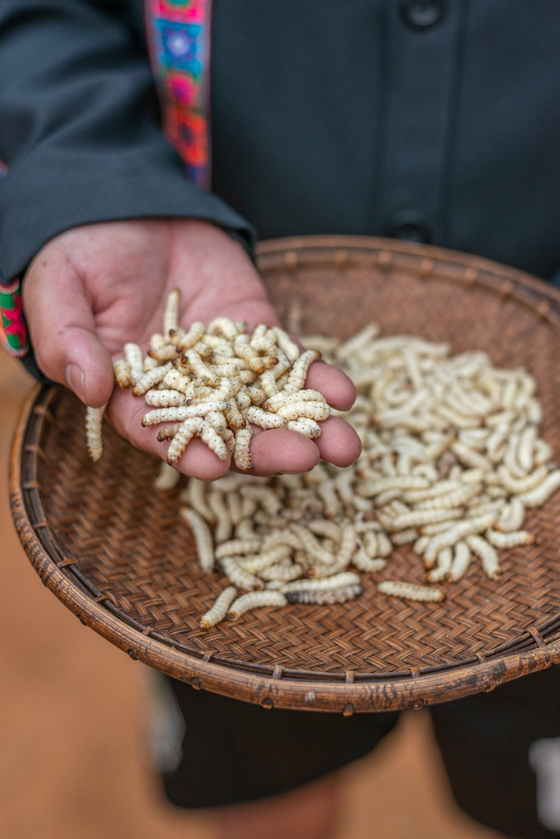 Village life... Fresh Bamboo Worms are a local delicacy, they can be bought in the market in tinned or dried form when out of season but nothing beets the real thing fresh from the bamboo