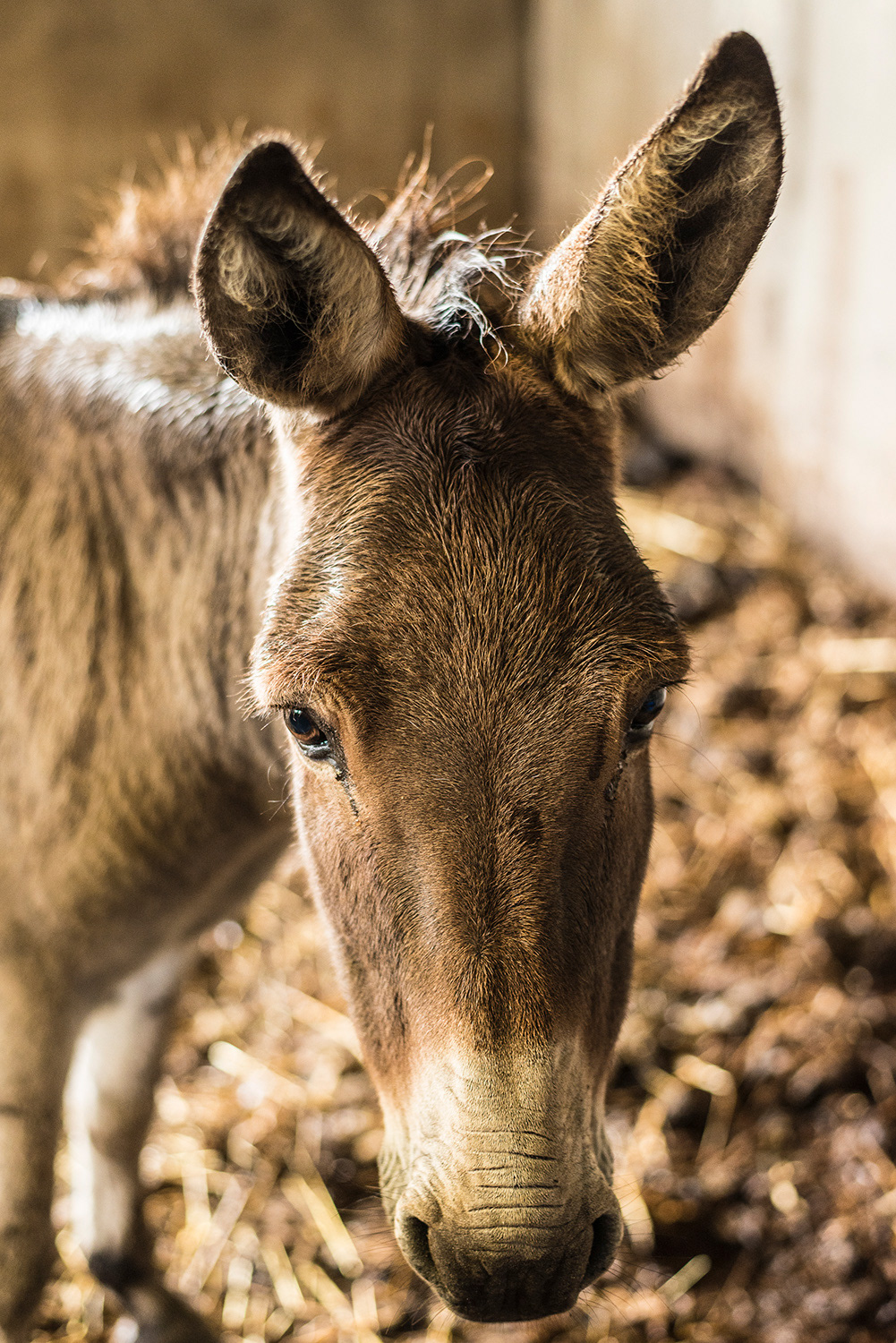Castlescreen Farm - Downpatrick