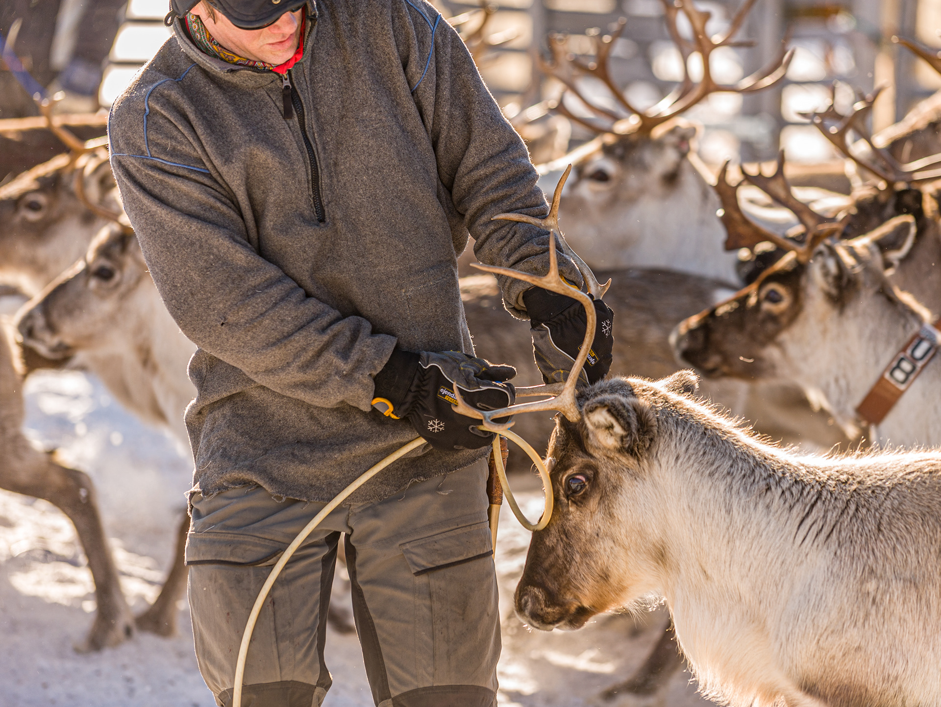 Prior to migration the reindeer are rounded up for tagging