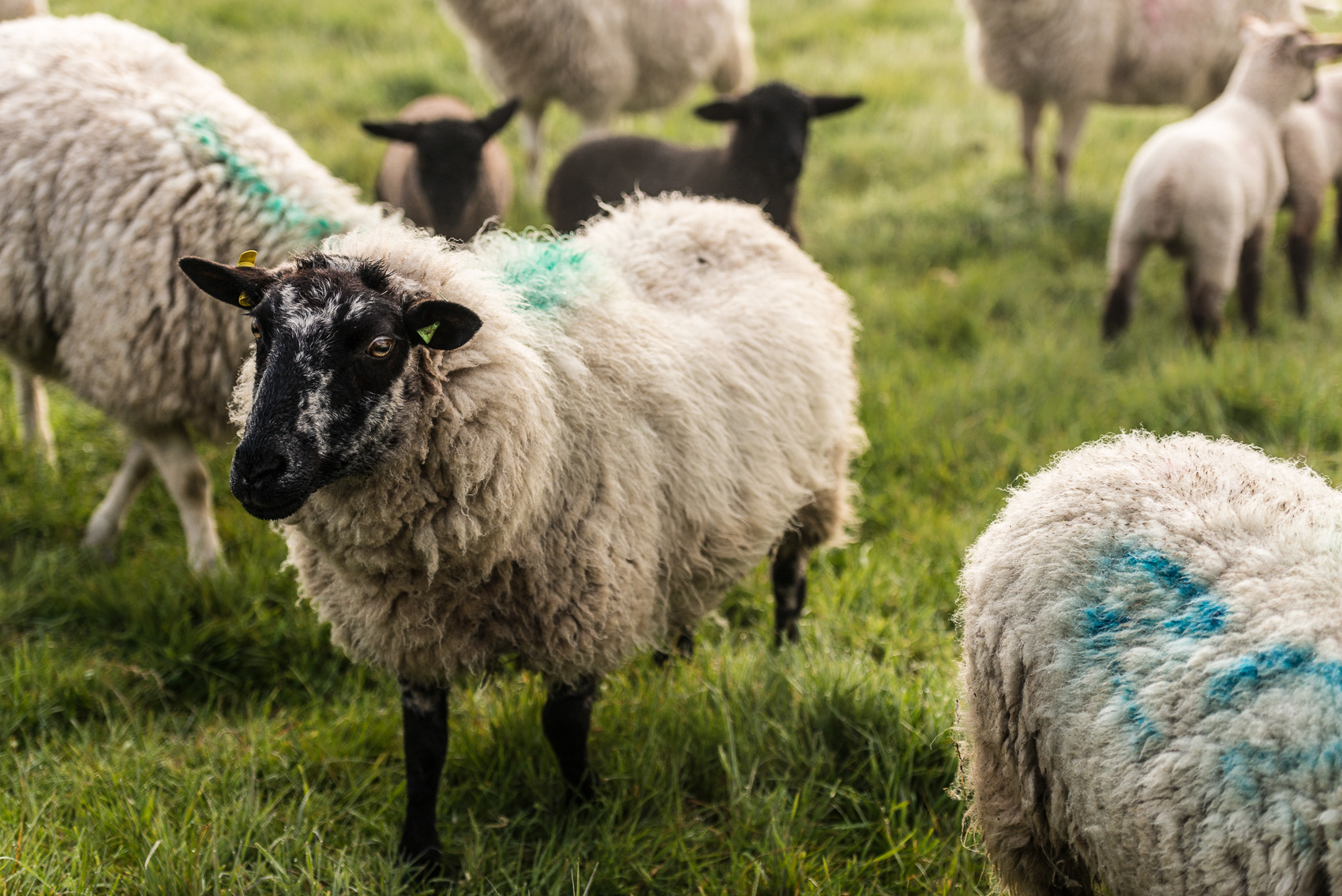 Tim with his sheep - Sunrise - Picks Farm