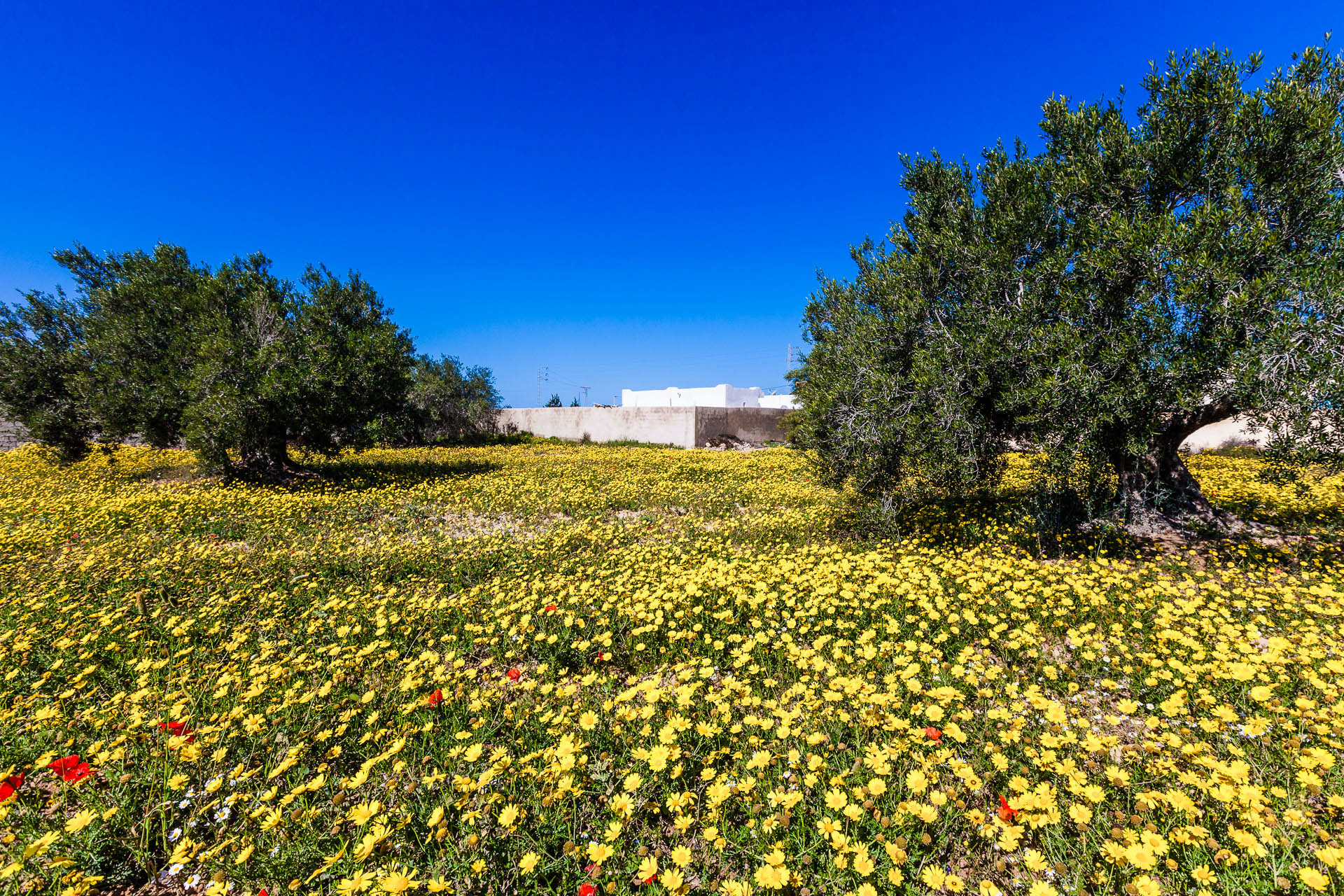 Ancient olive trees and spring daisies, Nr Guellela, Djerba Island - Tunisia.