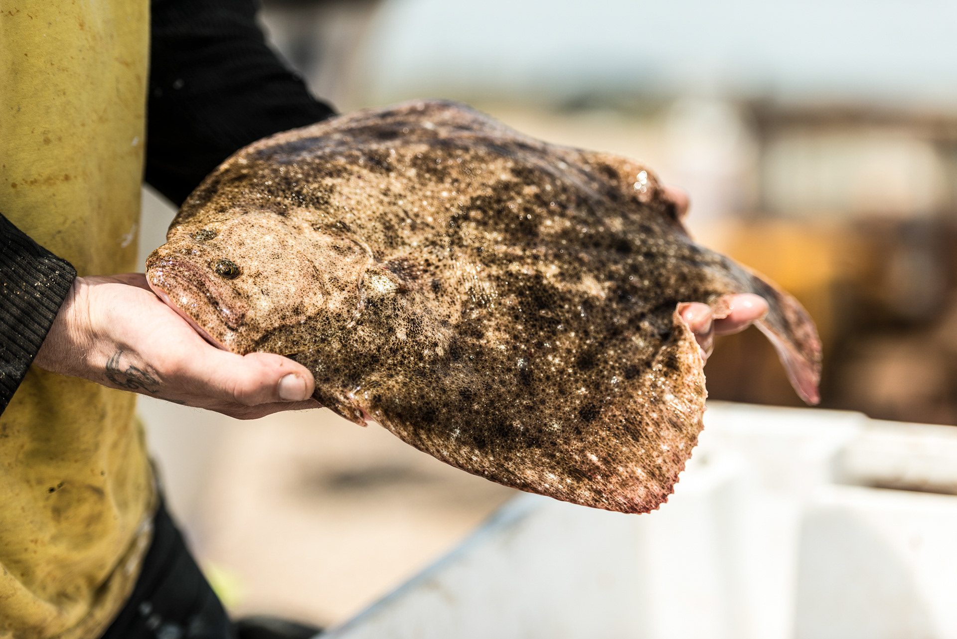 Daily catch at the Fish Hut, Dungeness