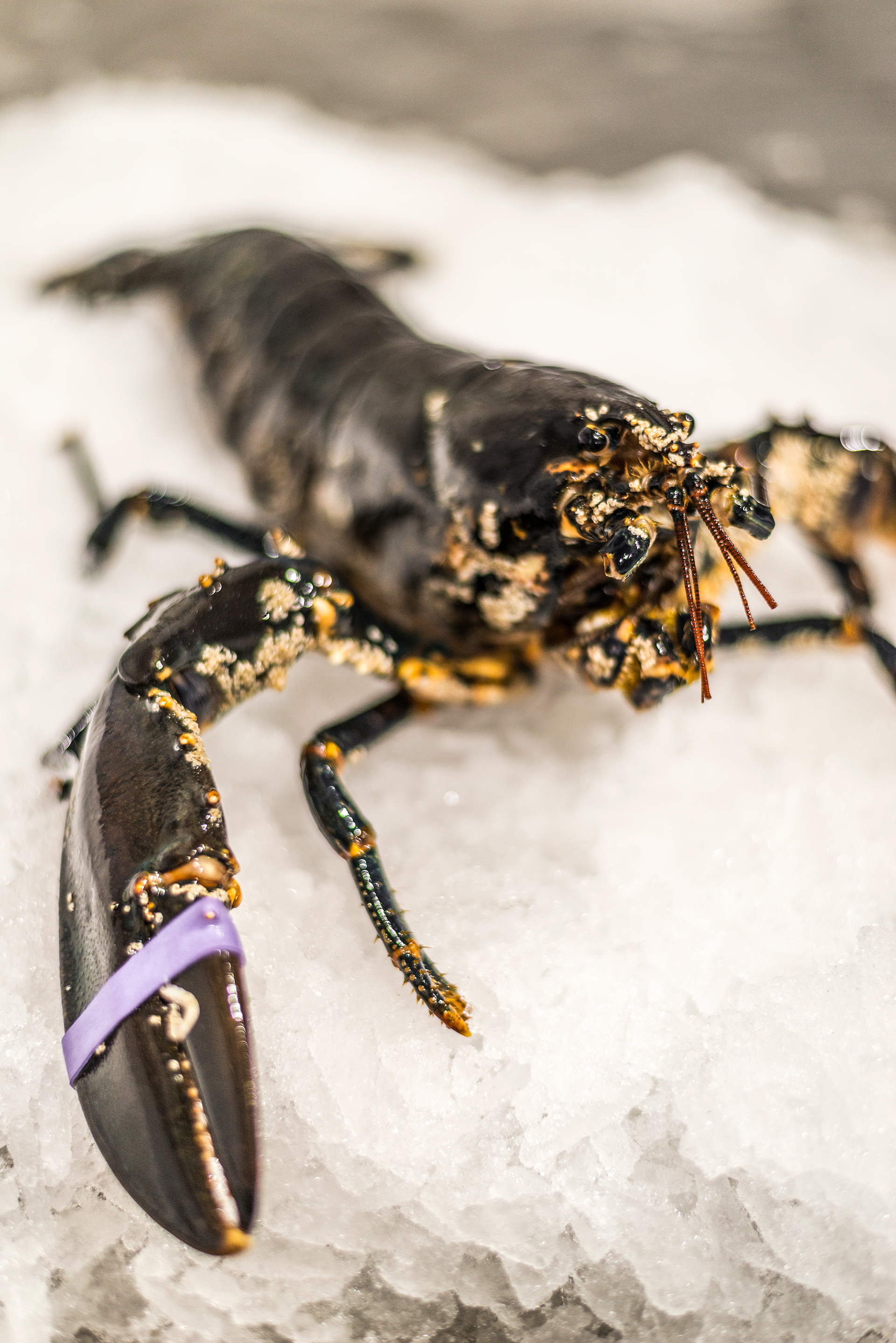 Fresh Lobster at Mourne Seafood