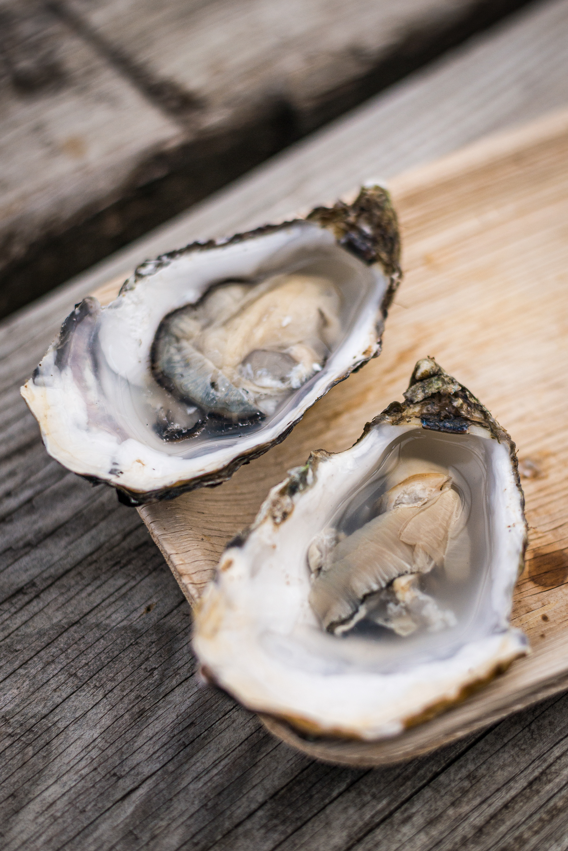 Fresh Oysters - Killary Fjord Shellfish - Connemara