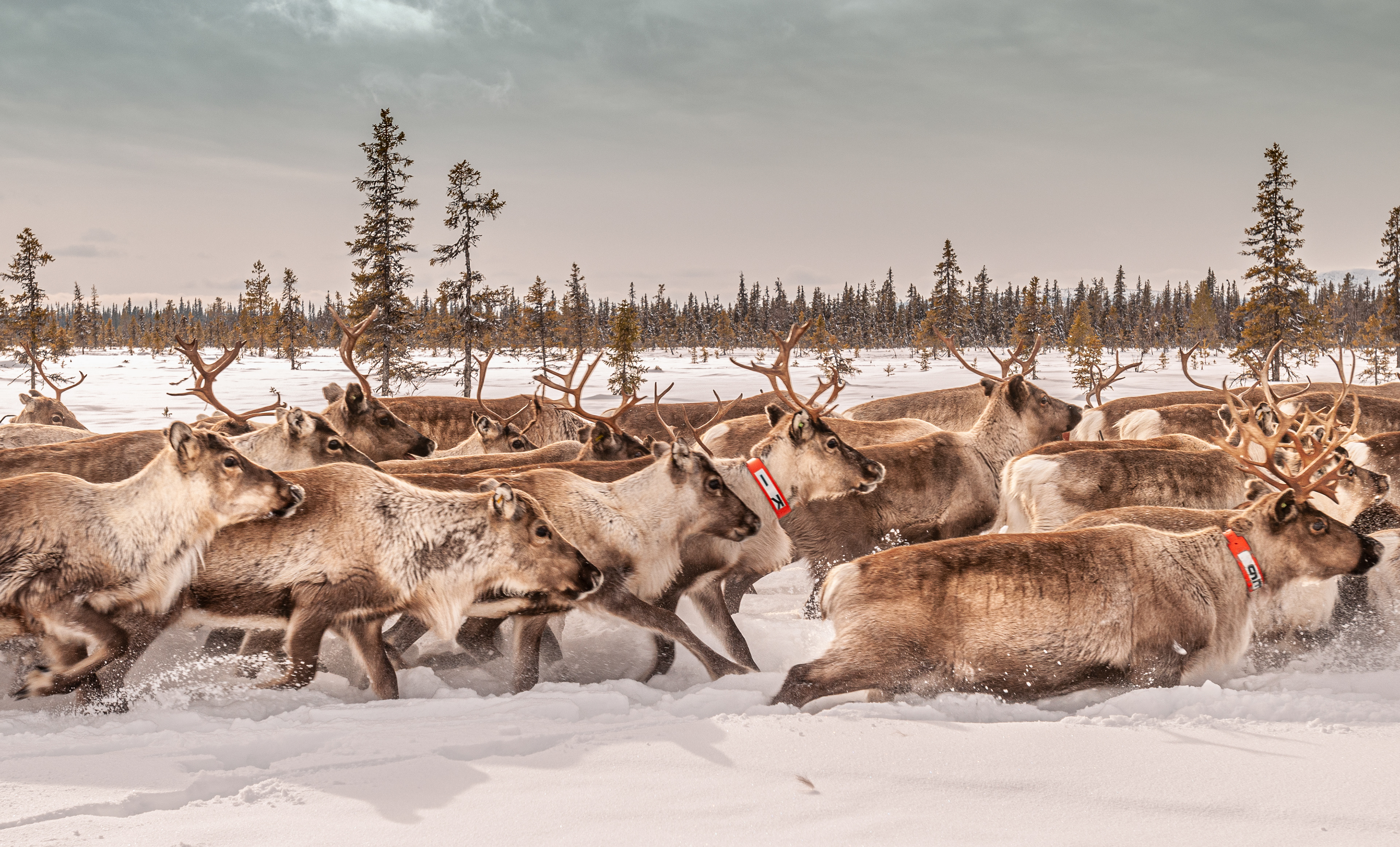 The migration begins, the reindeer in full flow