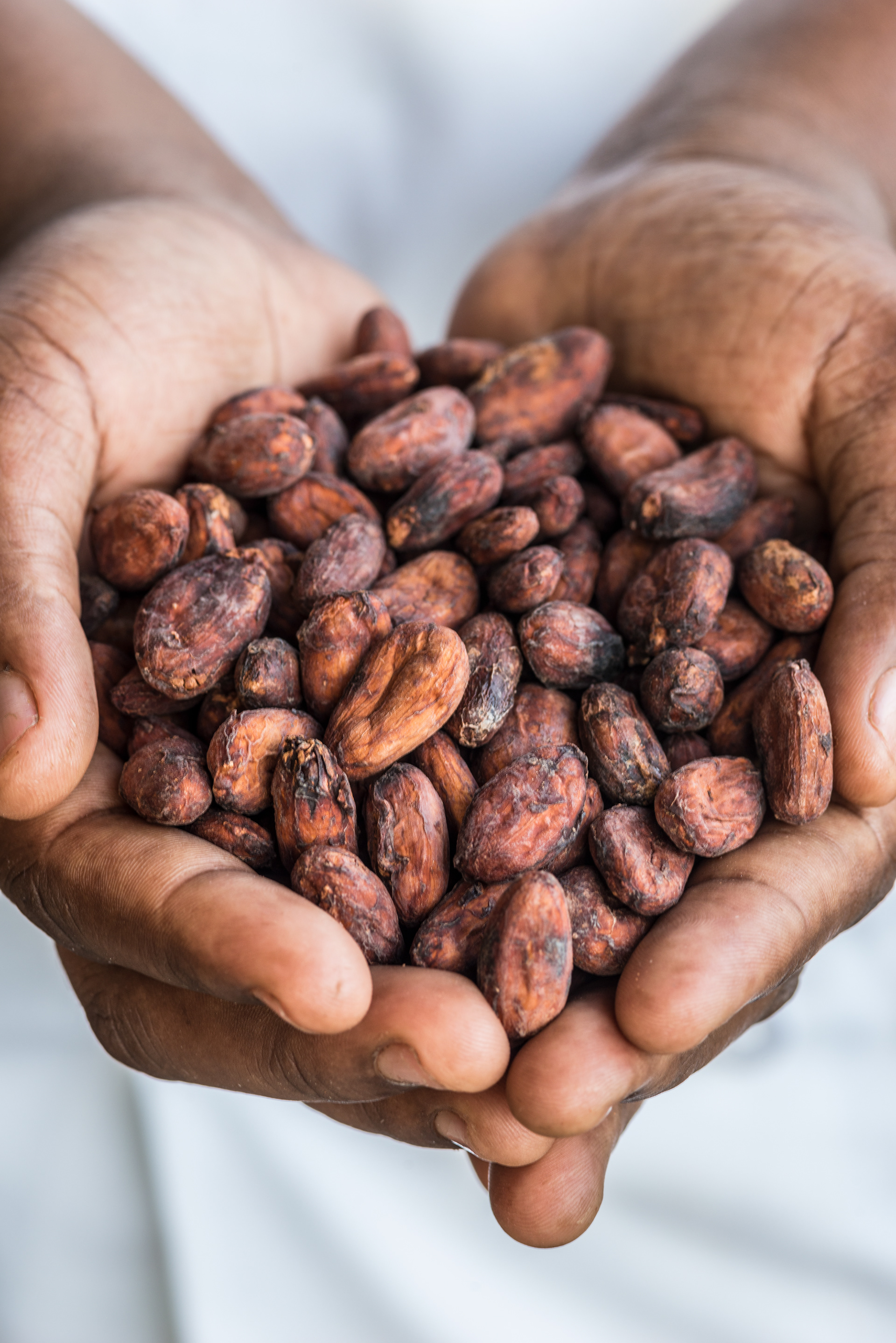Chocolate maker holding locally grown and roasted coaco nuts, Jade Mountain Resort, St Lucia