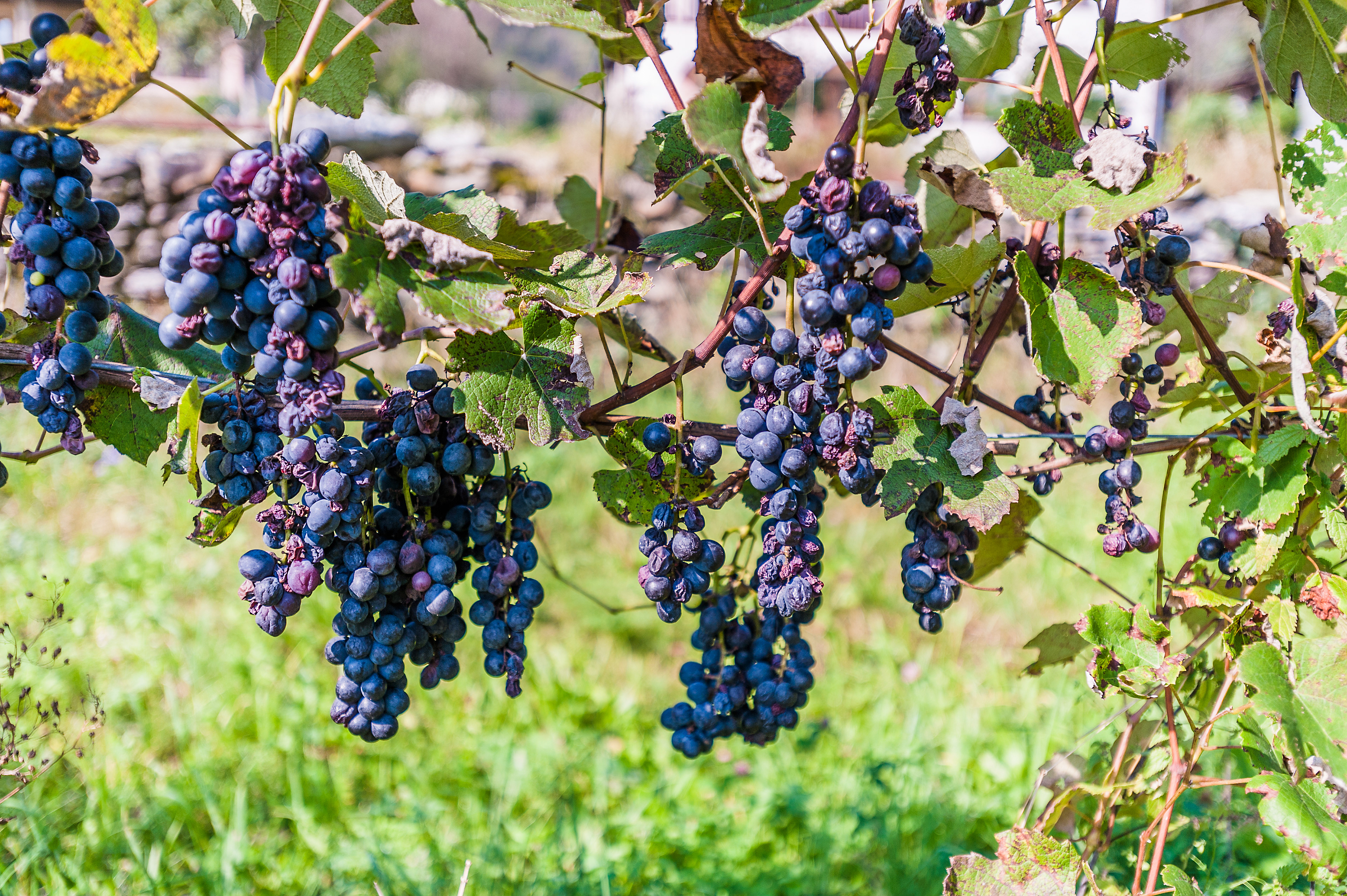 Americano Grapes on the Vine, Lodano Village, Maggia Valley, Ticino