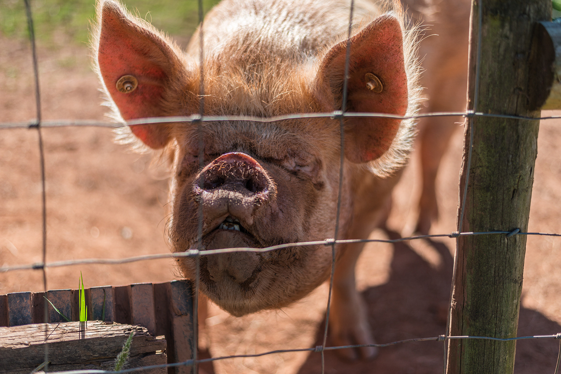 Rare breed Middle White Pigs born and reared on Little Oak Farm, Timberscombe, Exmoor
