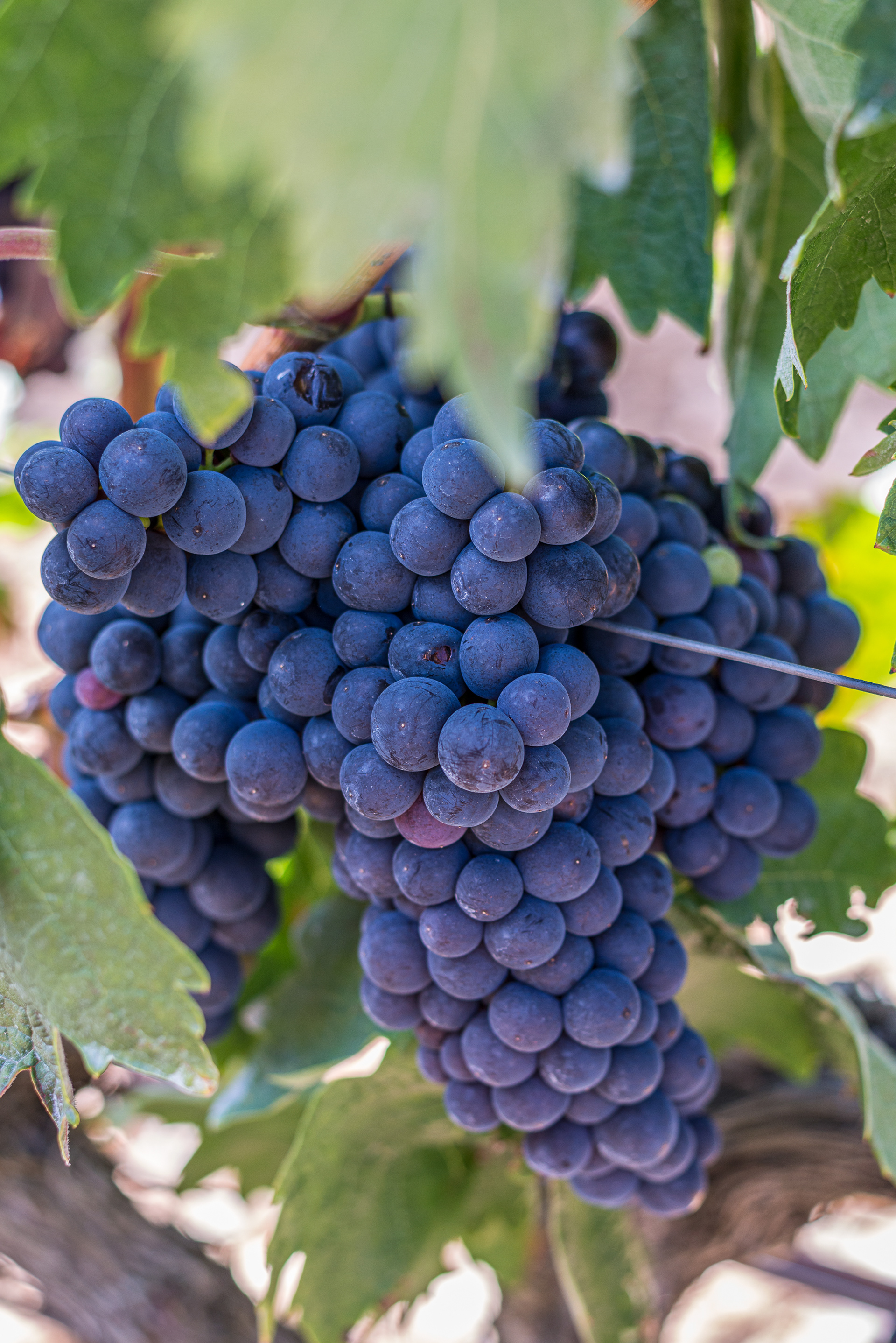 Tempranillo - Museum de la Cultura del Vino - Bodegas Dinastía Vivanco - Briones