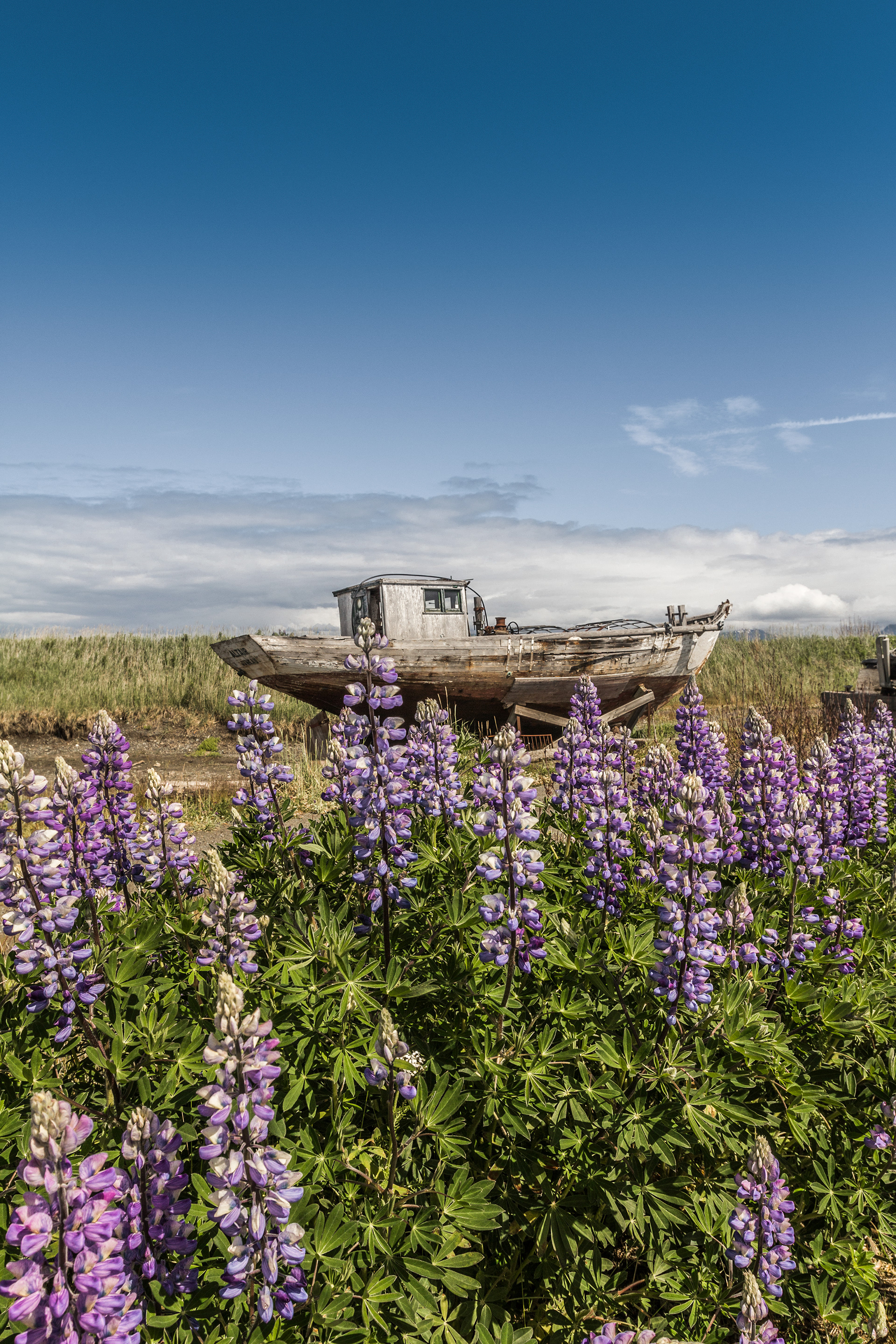 Old Boat & Wild Lupins, Homer Spit