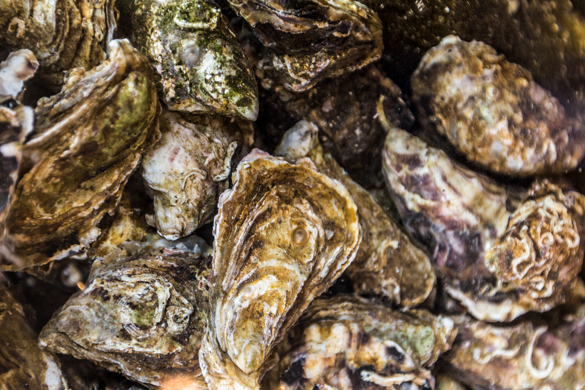 Fresh Glenbeigh Oysters, Out Of The Blue Seafood Restaurant, Dingle