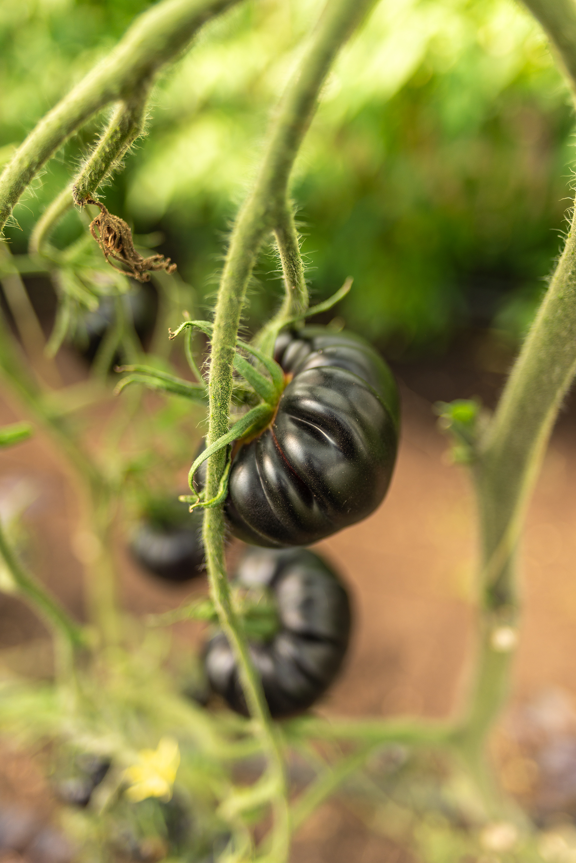 Heritage Tomatoes - Linley House Walled Garden