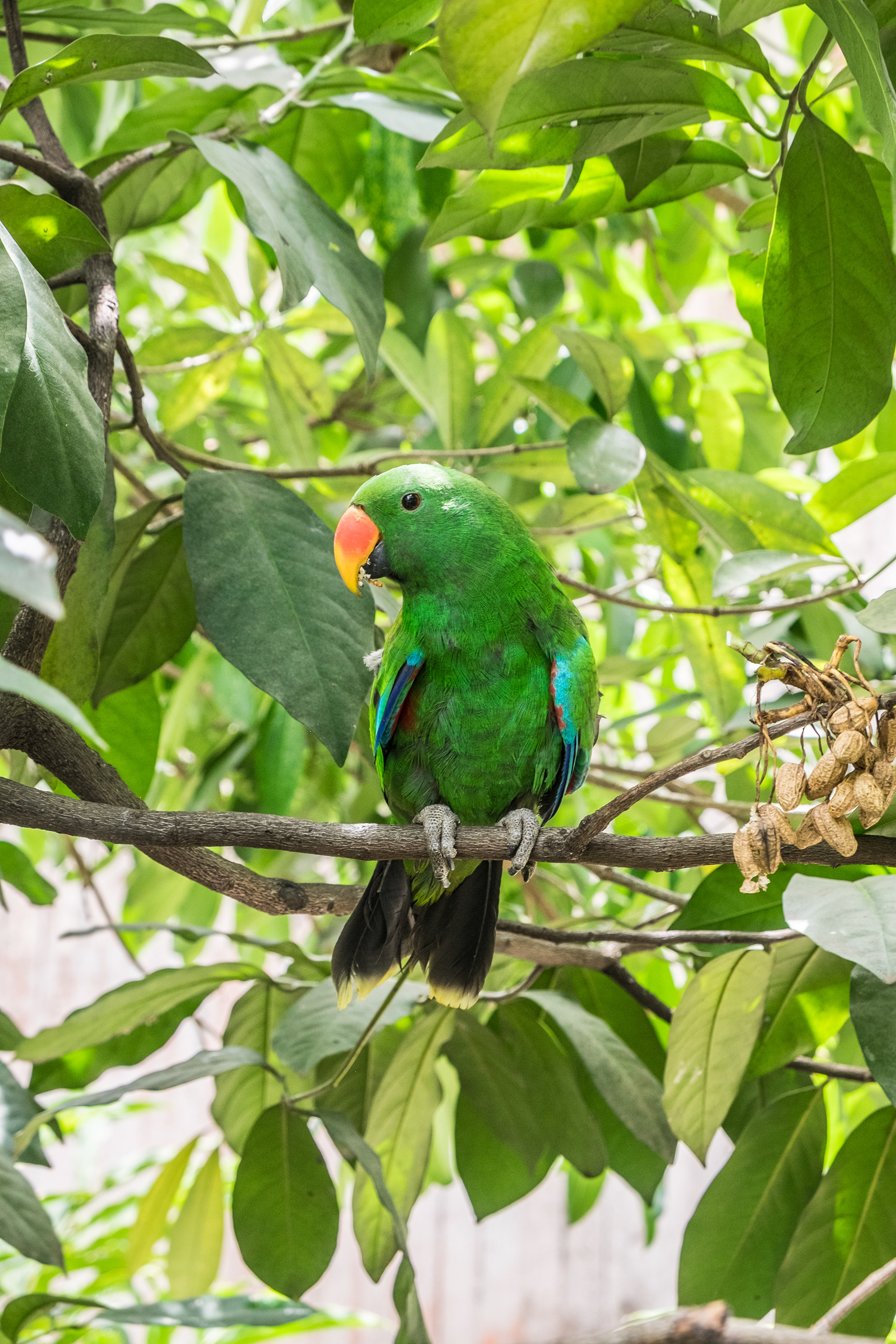 Parrot, Cultural Museum, Port Moresby
