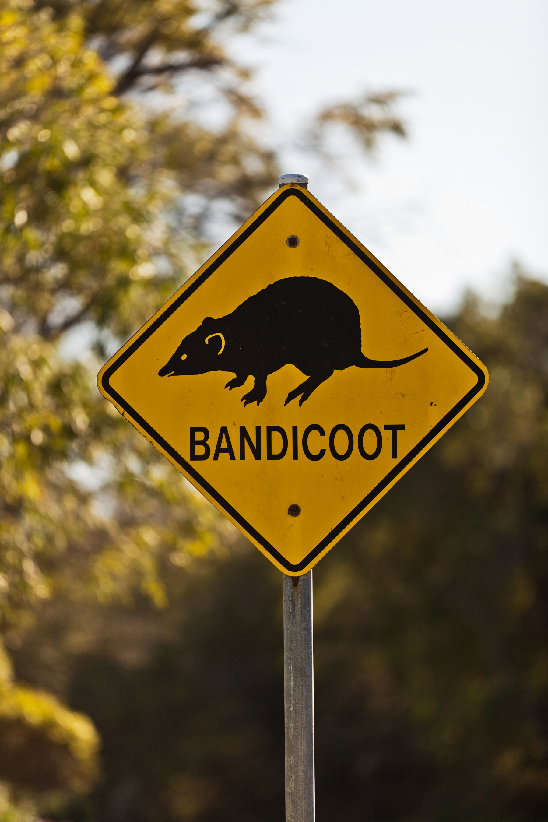 Emu Point - Bandicoot Road Sign, Albany