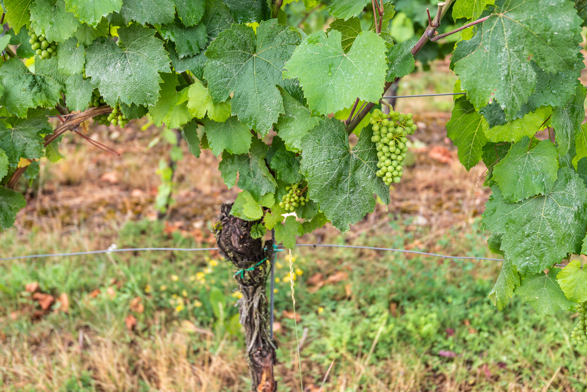Moselle Region - Vinyards
