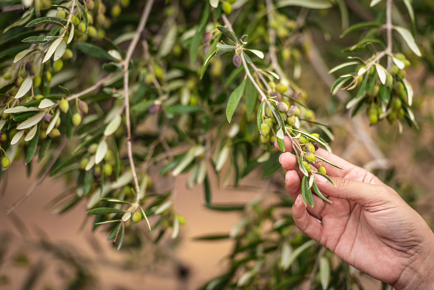 Taxidi Olive Farm - Zakros