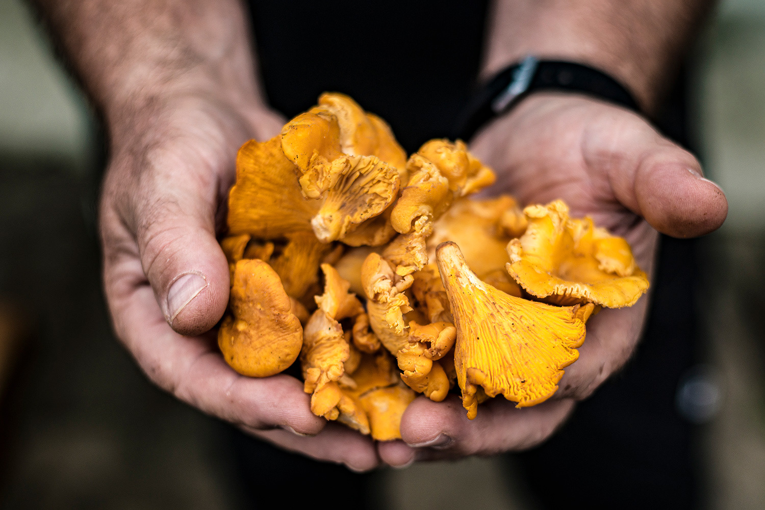 Foraging with Brian Hoey (chanterelle mushrooms) - Forkill
