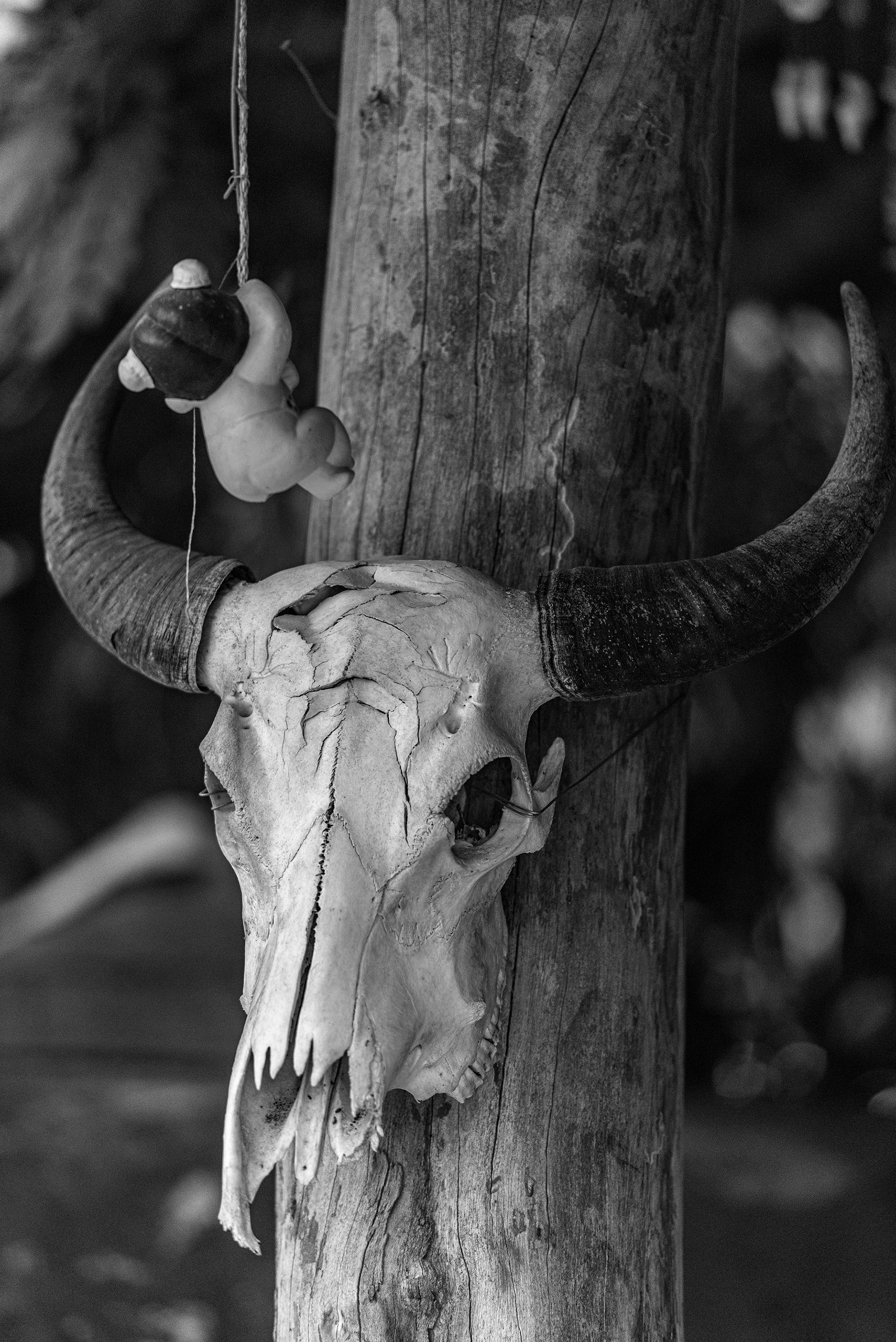 In the recent past every family would of owned one or two living buffalo, now the memory of those times are commemorated by buffalo skulls on the entrance to the home
