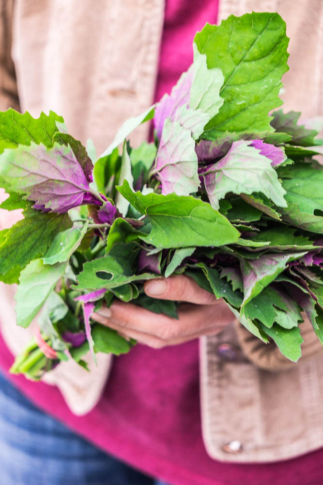 The range and quality of produce available at the Bregenz farmers market is incredible. Here is Daniela Kohler holding 'tree spinach' (chenopodium gigantum), they make colourful salad leaves