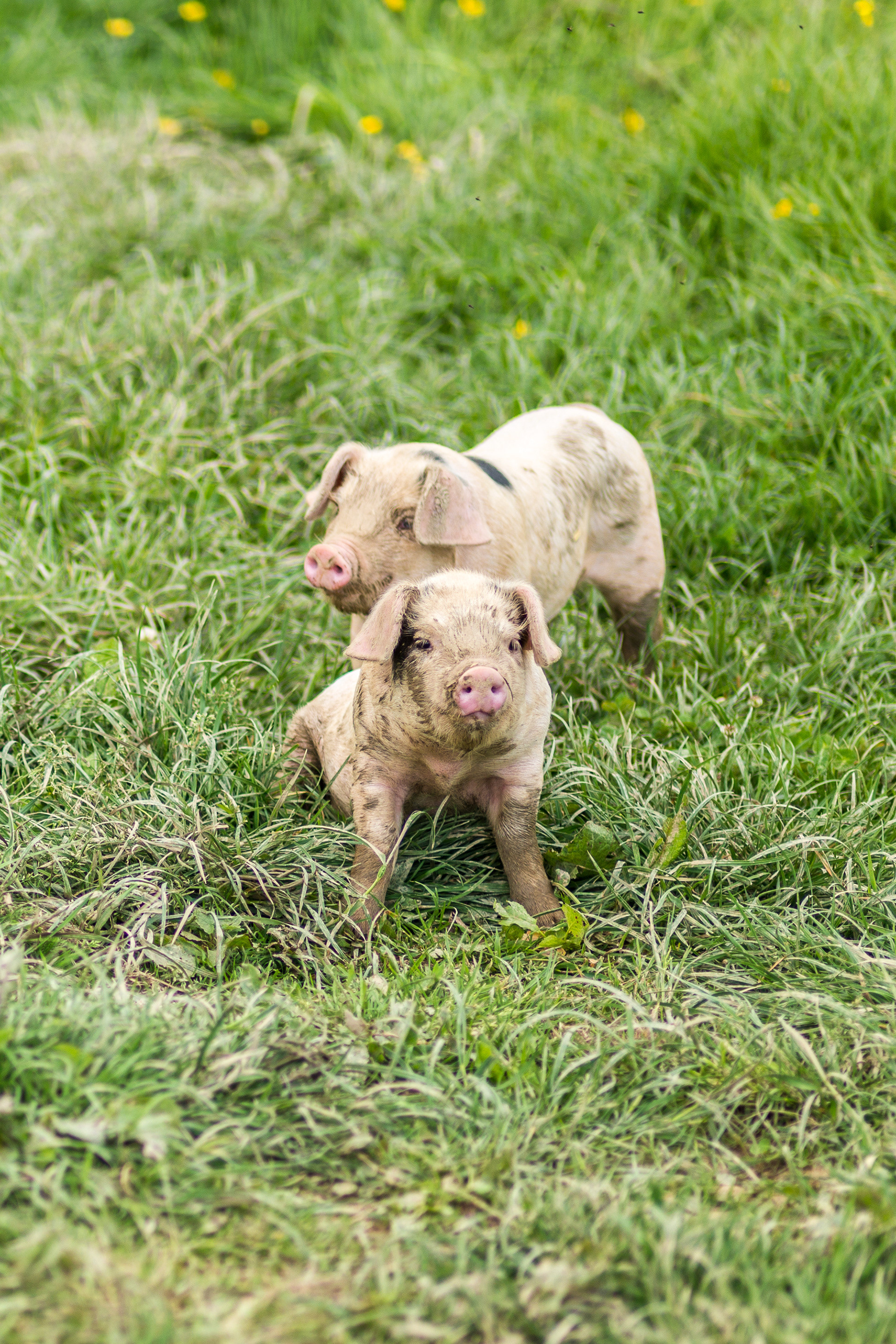 Piglets at Silcocks Farm and Farm Shop, St.Michaels, Tenterden, Kent