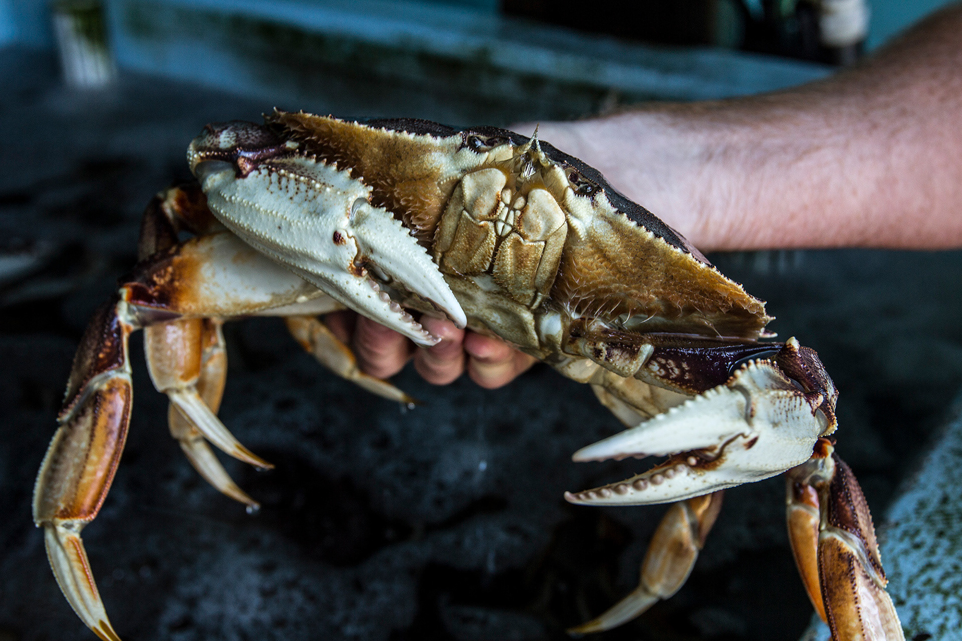 Fresh crab on the menu at The Pier, Oregon.