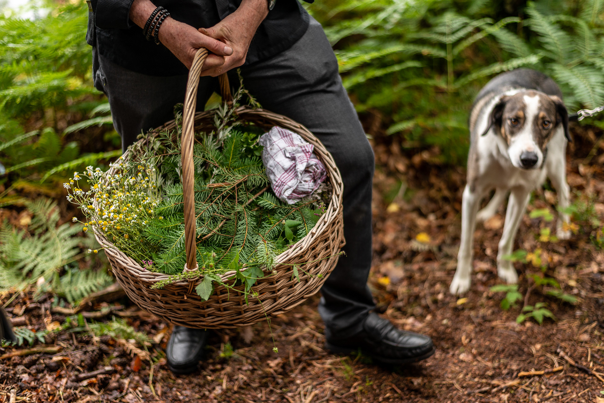 Chef Rene Mathieu - Foraging (GuideForOneDay) - Mullerthal Region (Little Switzerland)