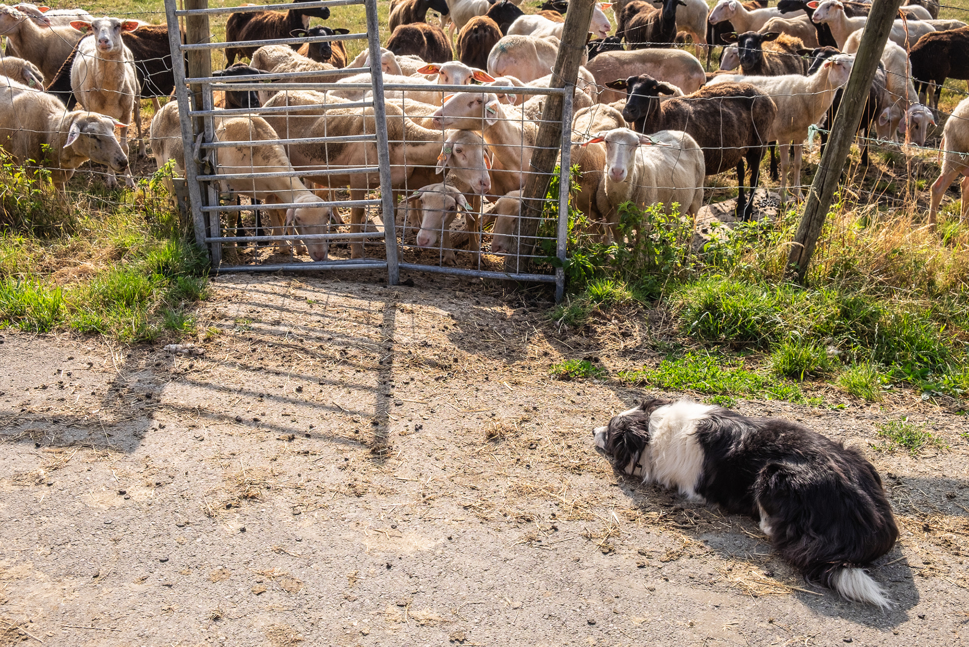 Conter Ruppert Farm & Cheese Producer - Red Rock region (South Luxembourg)