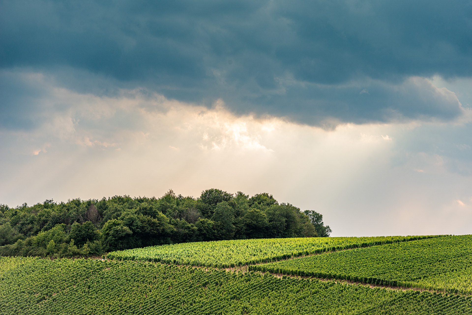 Moselle Region - Vinyards