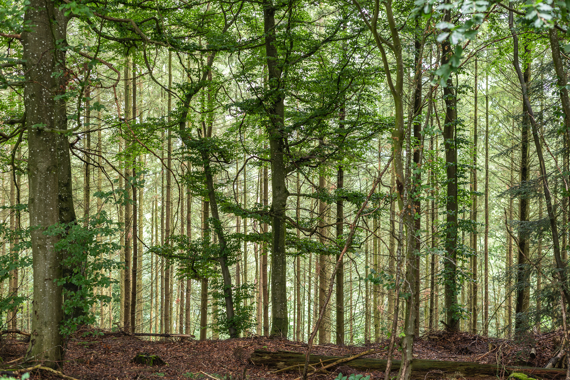 Bourglinster Castle - Woodland Views - Mullerthal Region (Little Switzerland)