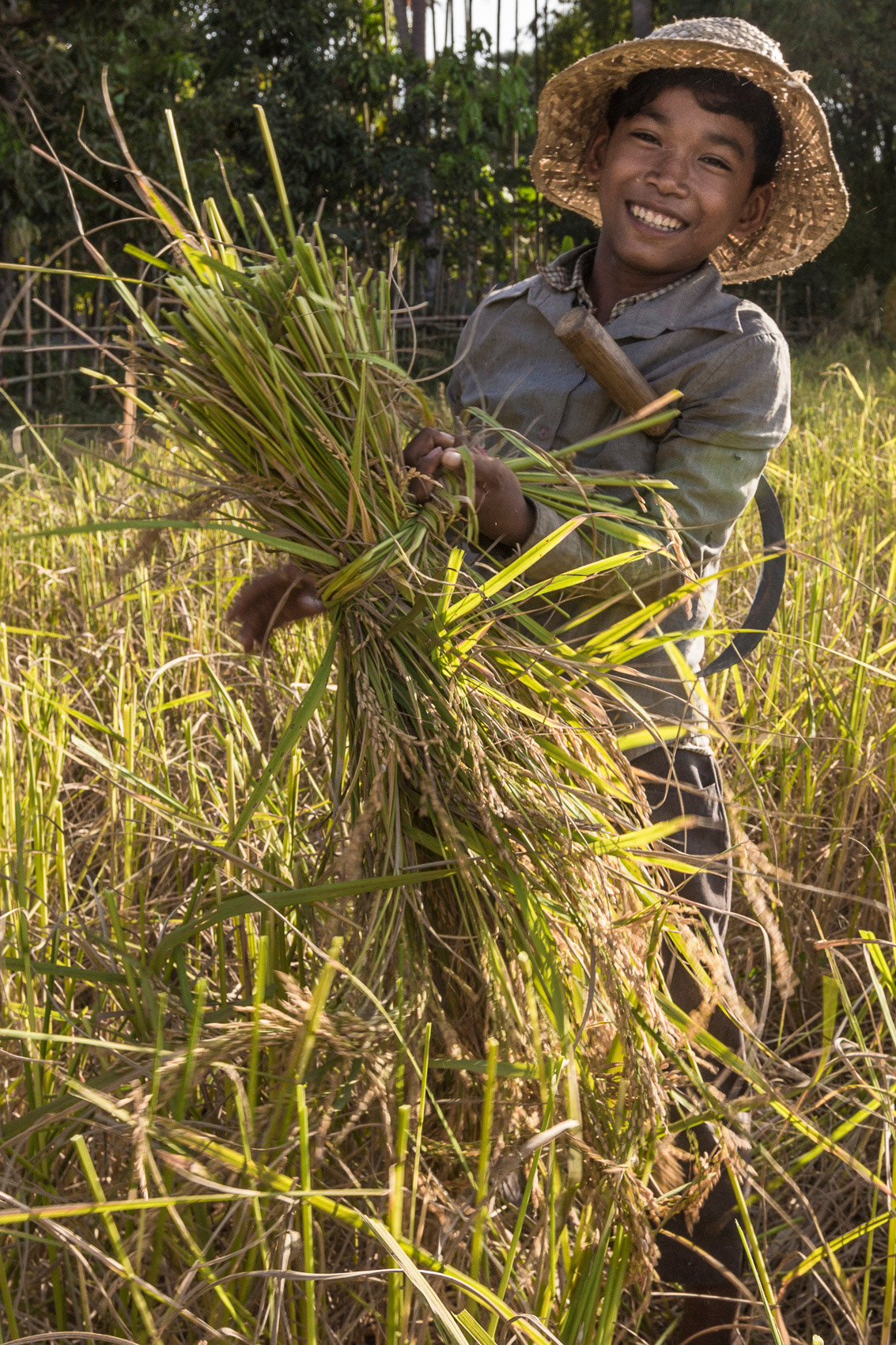 Rice harvest - Chhob Villiage - Siem Reap province - Cambodia.