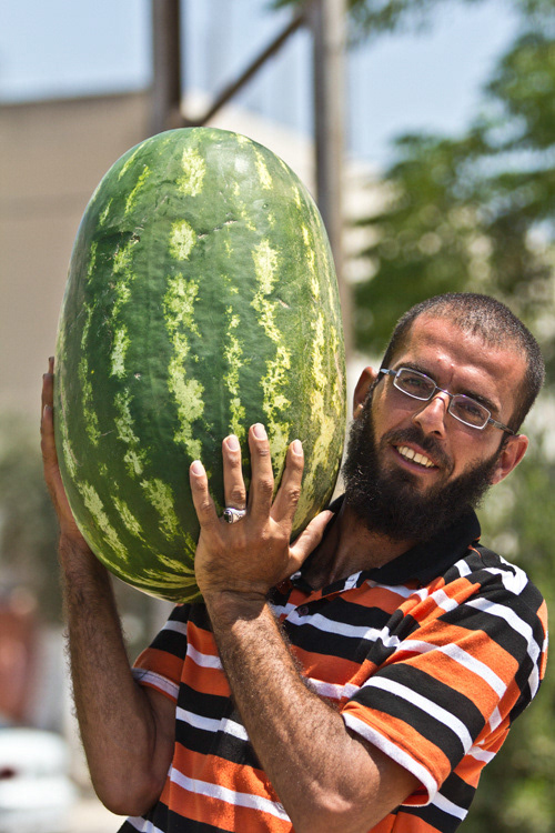 Rather large mellon, road to Gedera from Amman,