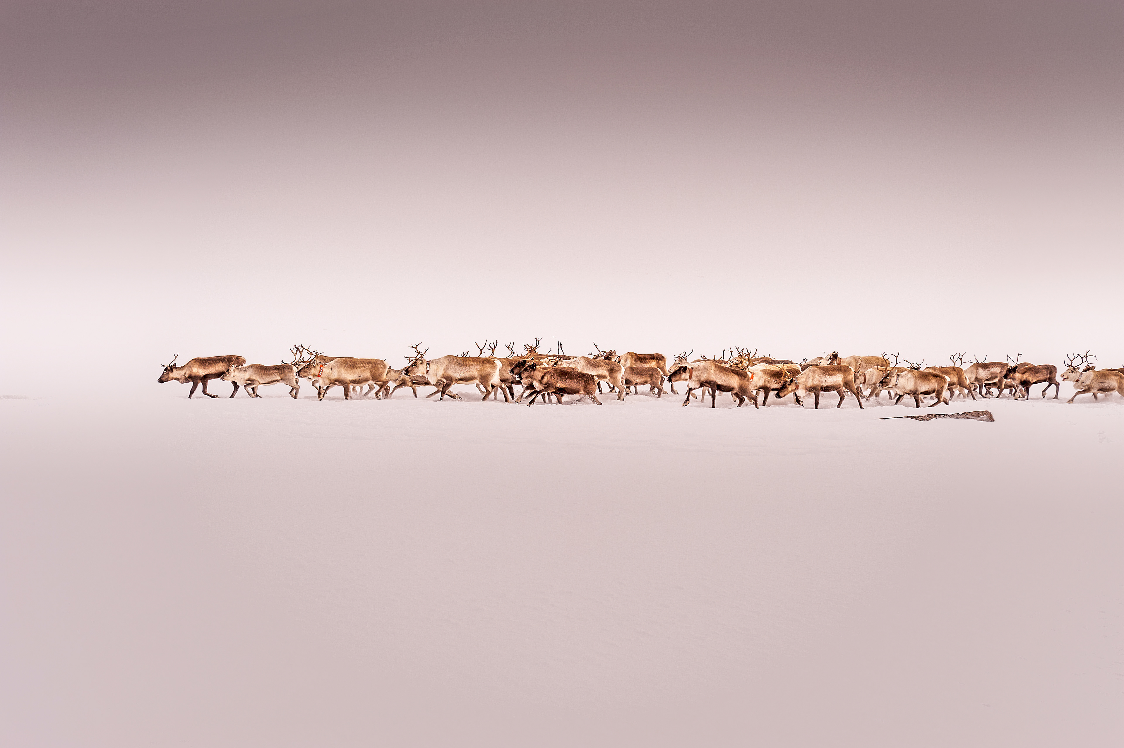 In the early stages of the migration the reindeer move fast, following their natural instincts but as we climb higher they begin to tire, just as the weather takes a turn for the worst