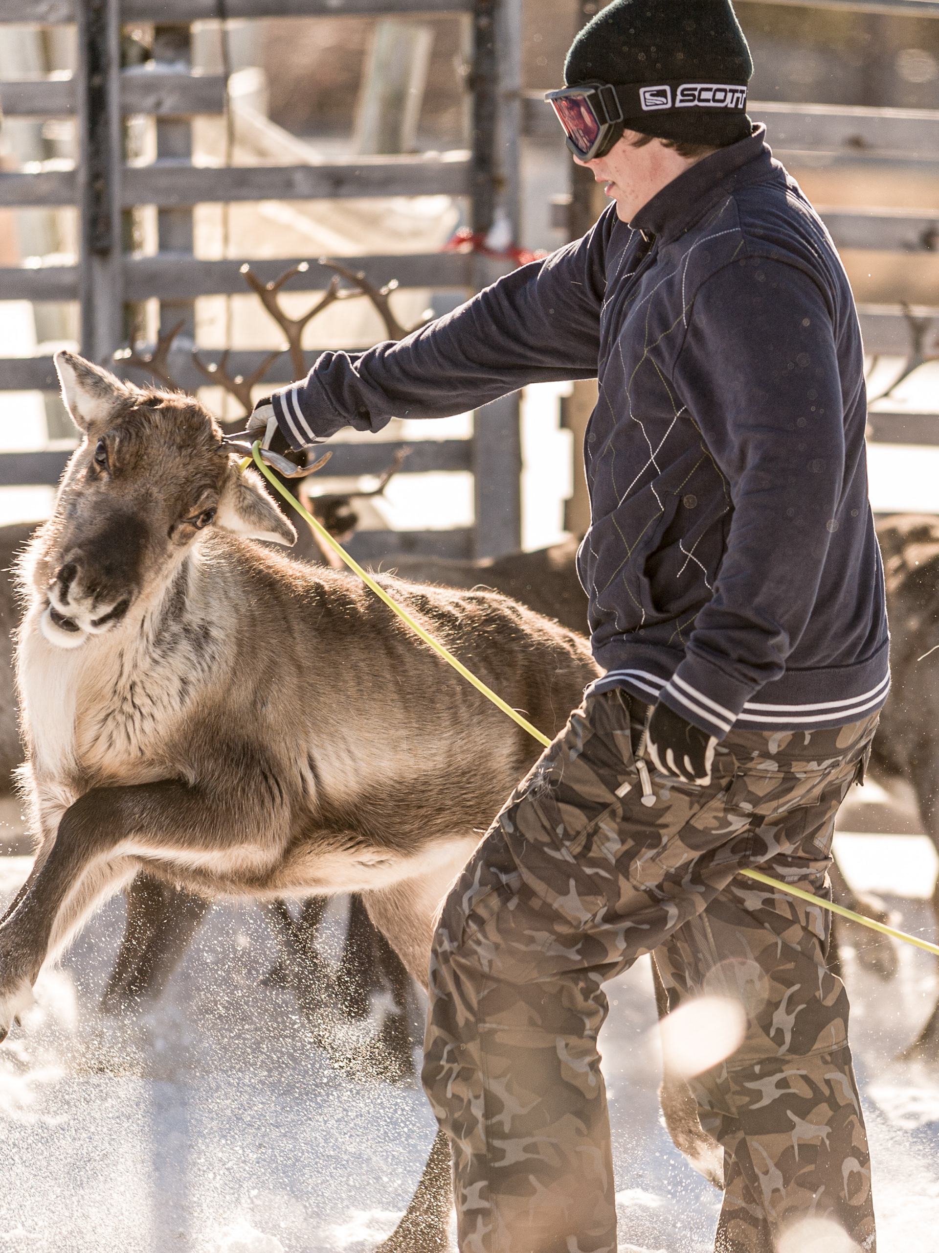 Prior to migration the reindeer are rounded up for tagging