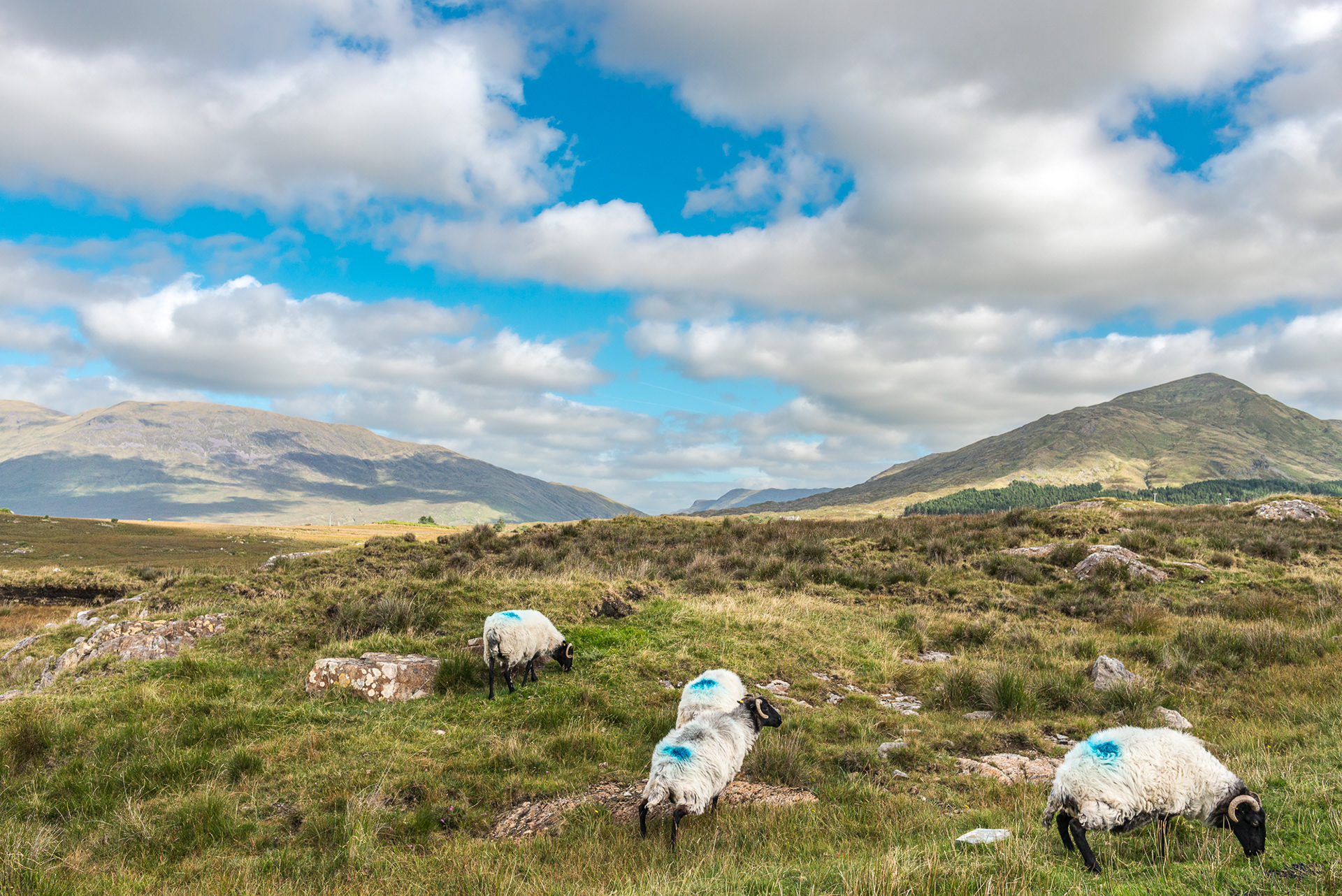 Sheep above Killary Fjord - Connemara