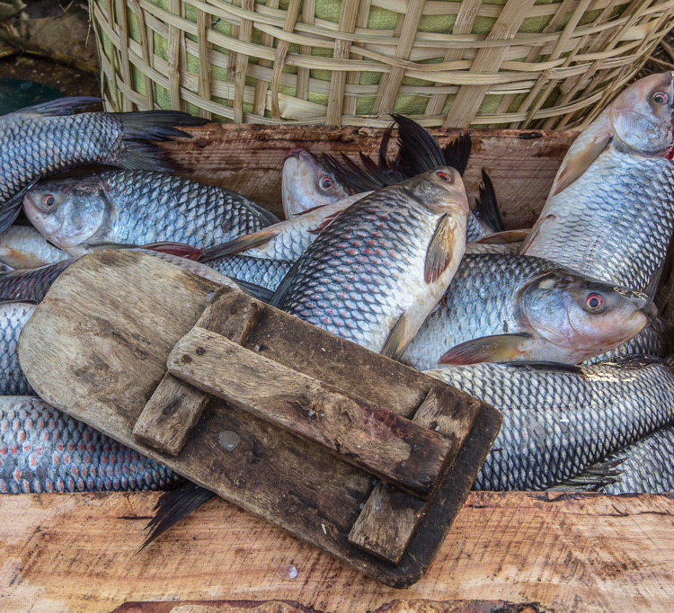Fish, fish and more fish...